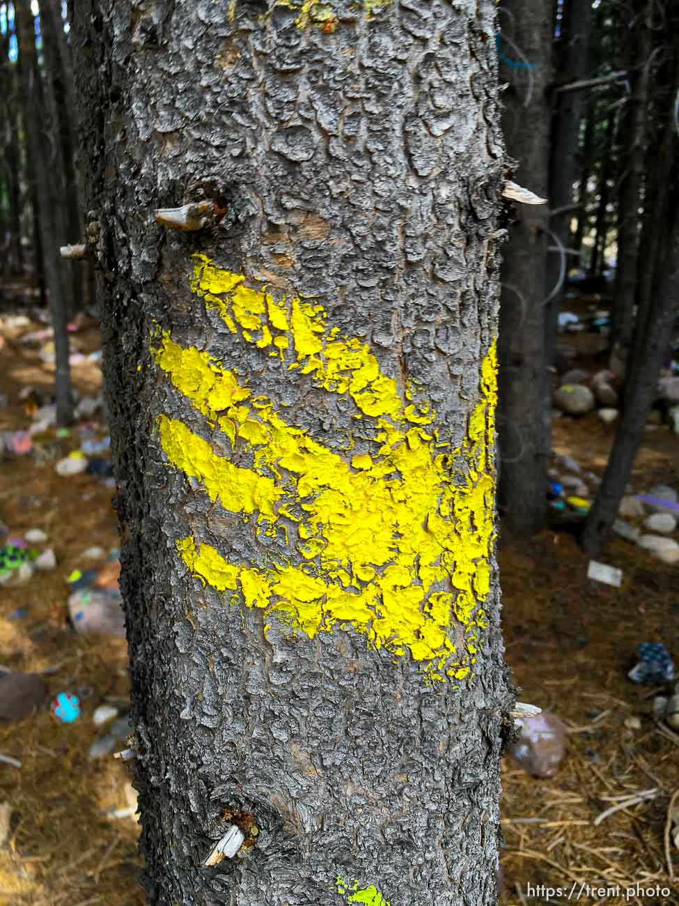 Fairy Forest