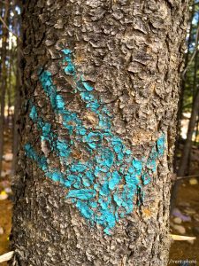 fairy forest, Monday August 8, 2016.