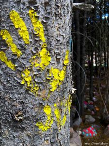 fairy forest, Monday August 8, 2016.
