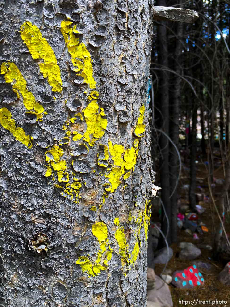 Fairy Forest