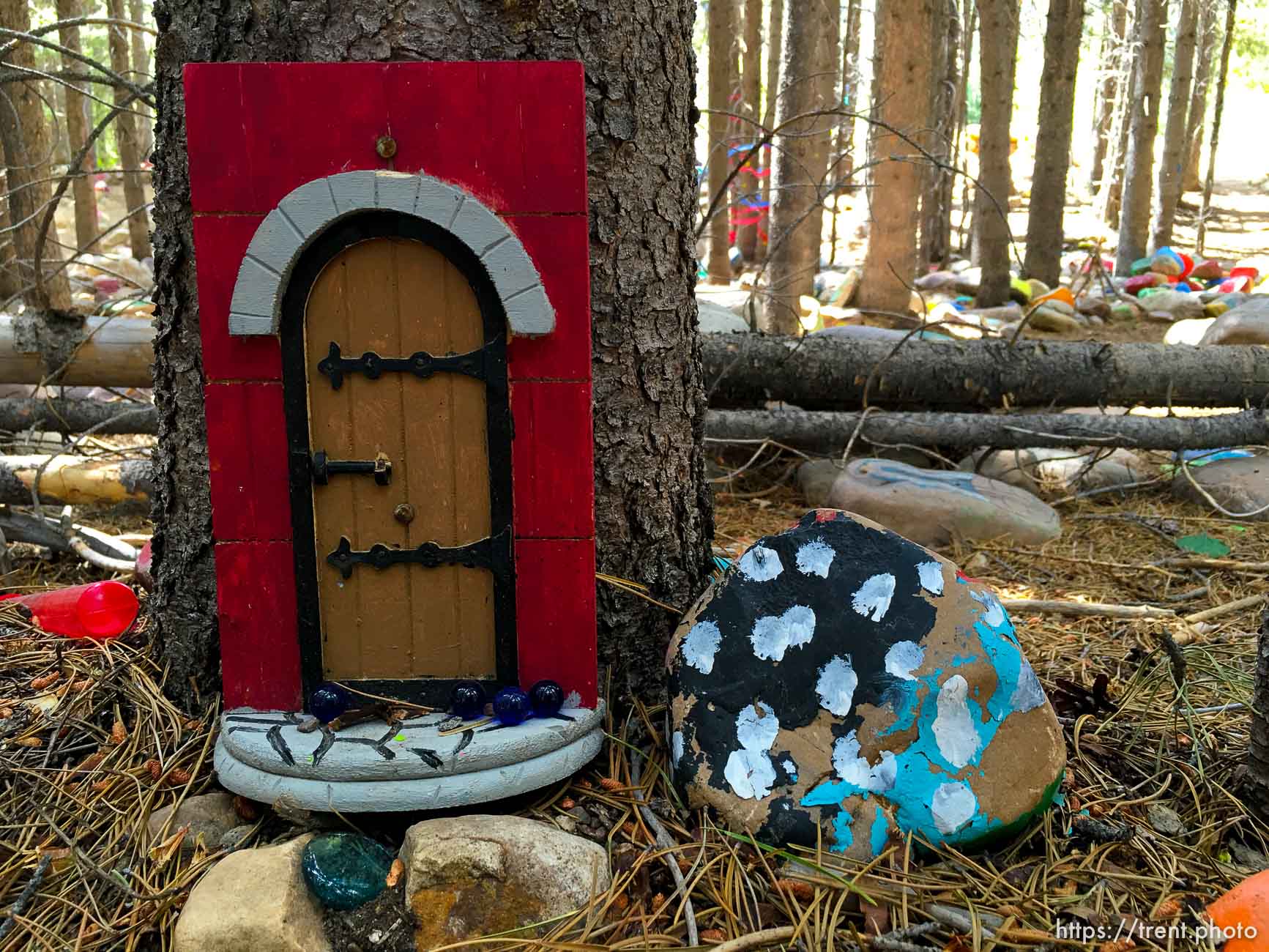 Fairy Forest