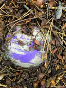 fairy forest, Monday August 8, 2016.