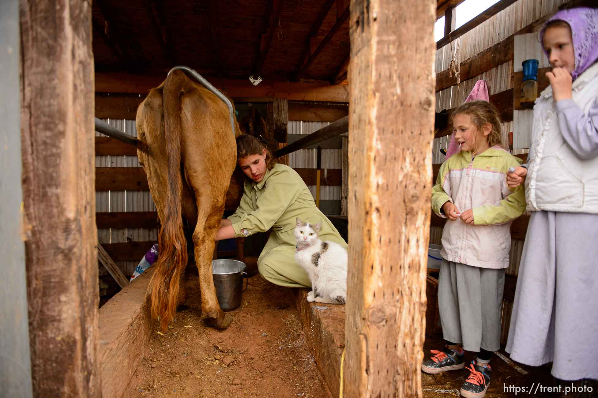 Trent Nelson  |  The Salt Lake Tribune
flds girls milking cow, Tuesday May 9, 2017.