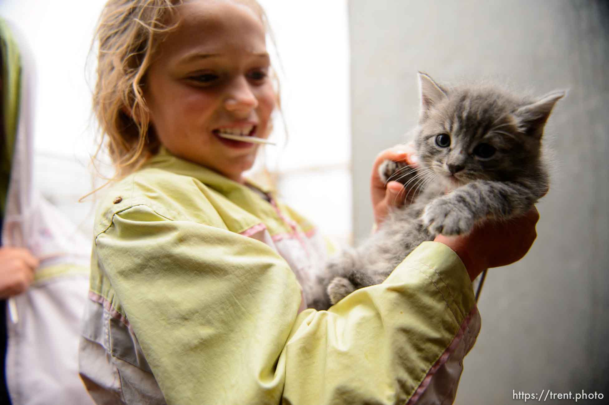 Trent Nelson  |  The Salt Lake Tribune
flds girl with kitten, Tuesday May 9, 2017. cat