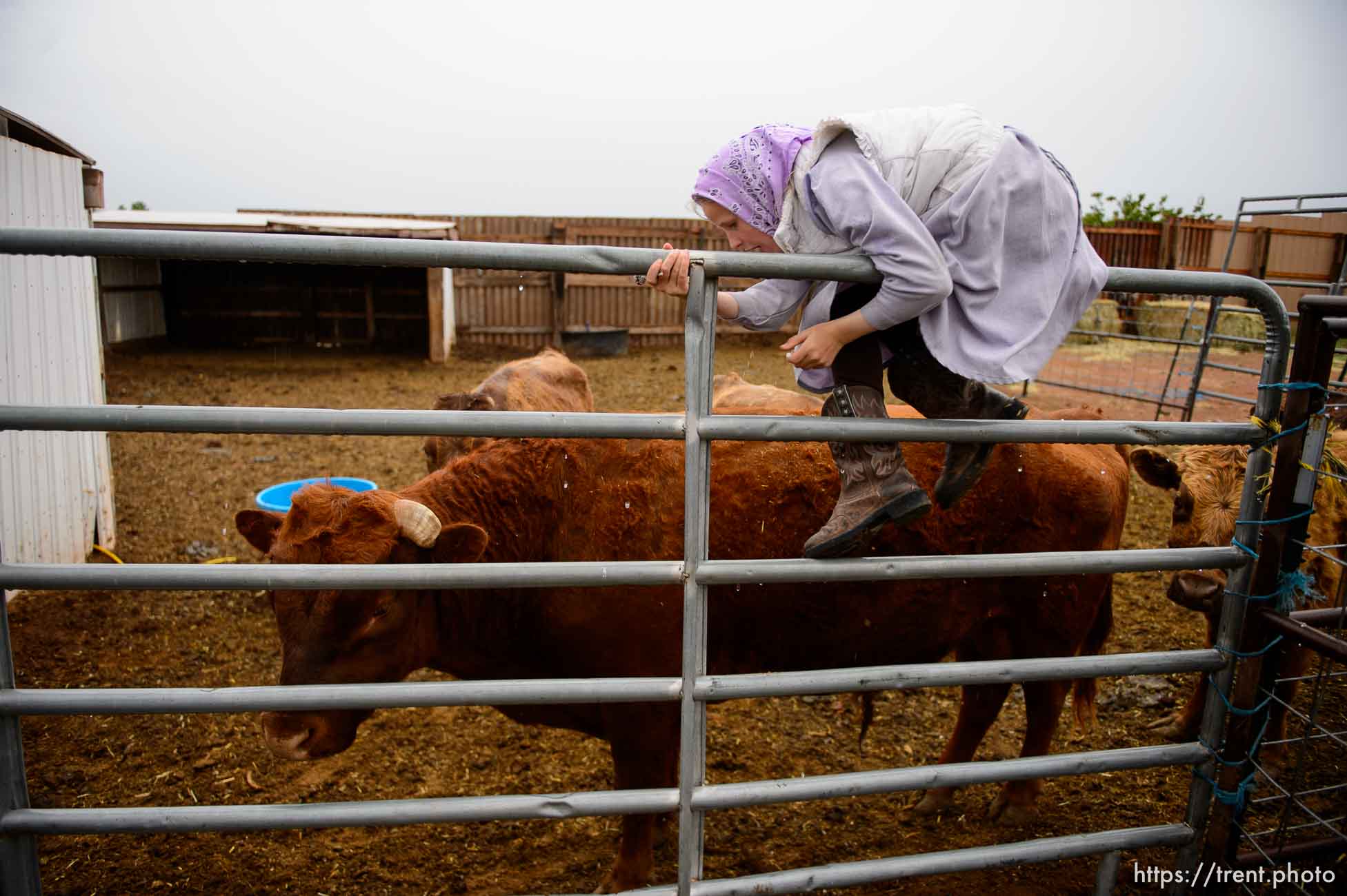 Trent Nelson  |  The Salt Lake Tribune
flds girl with cows, Tuesday May 9, 2017.