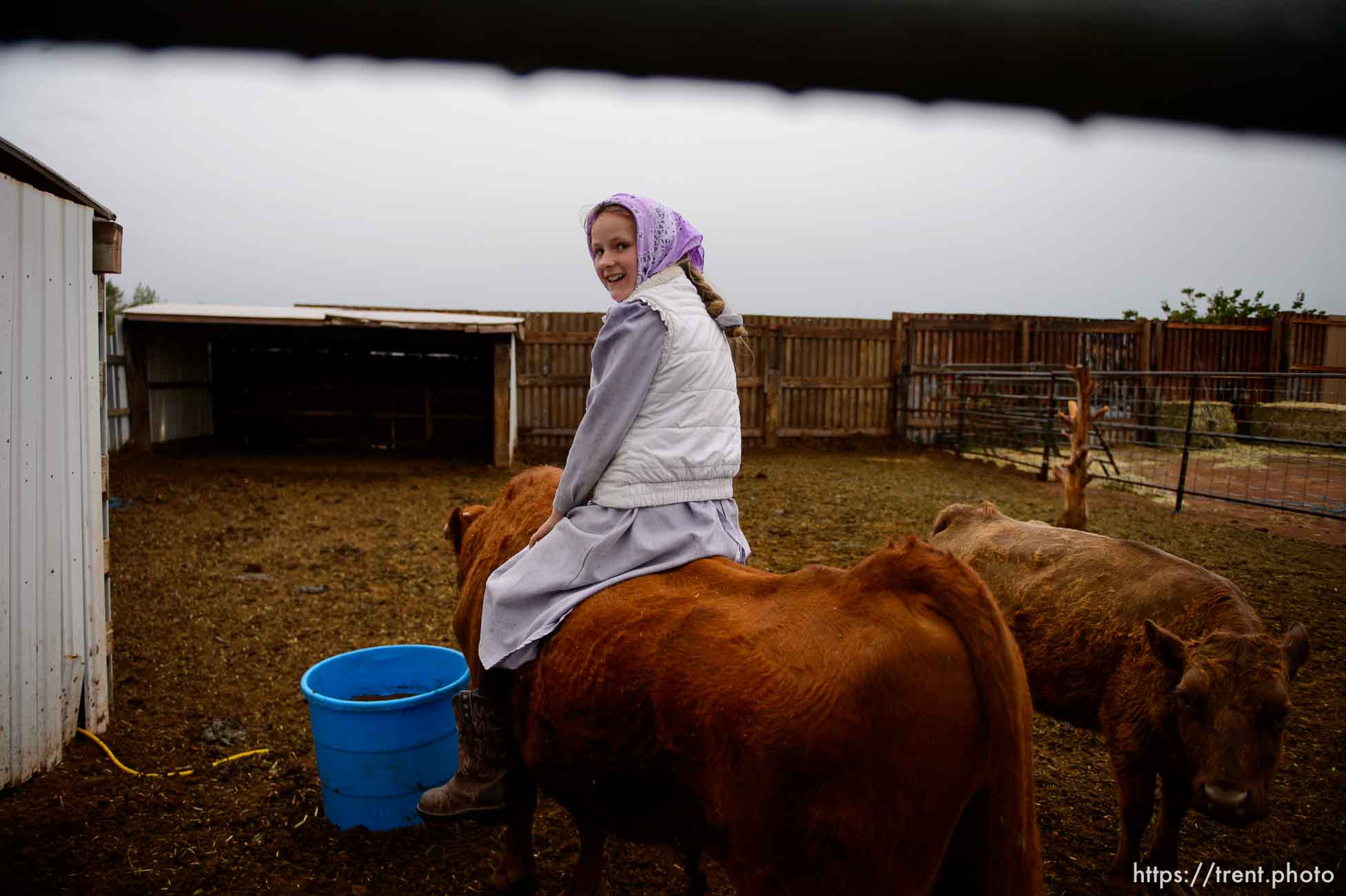 Trent Nelson  |  The Salt Lake Tribune
flds girl with cows, Tuesday May 9, 2017.