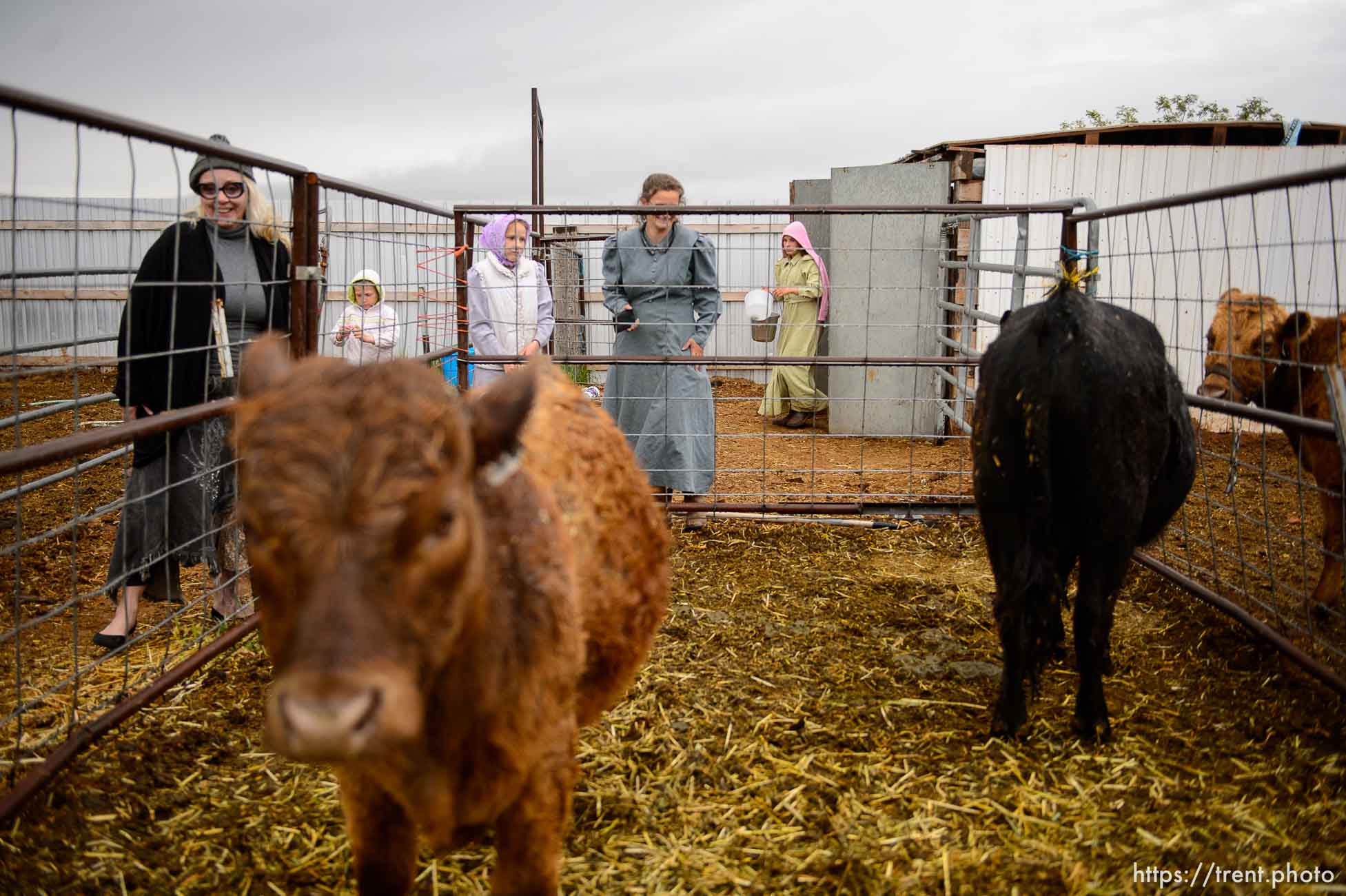 Trent Nelson  |  The Salt Lake Tribune
lori barlow with cows, Tuesday May 9, 2017. christine marie katas