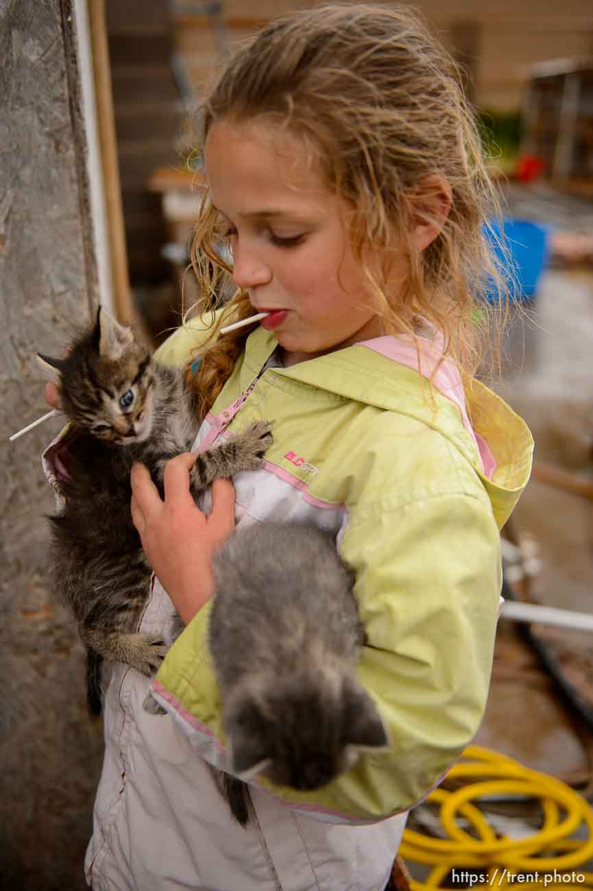 Trent Nelson  |  The Salt Lake Tribune
flds girl with with kittens, Tuesday May 9, 2017. cat