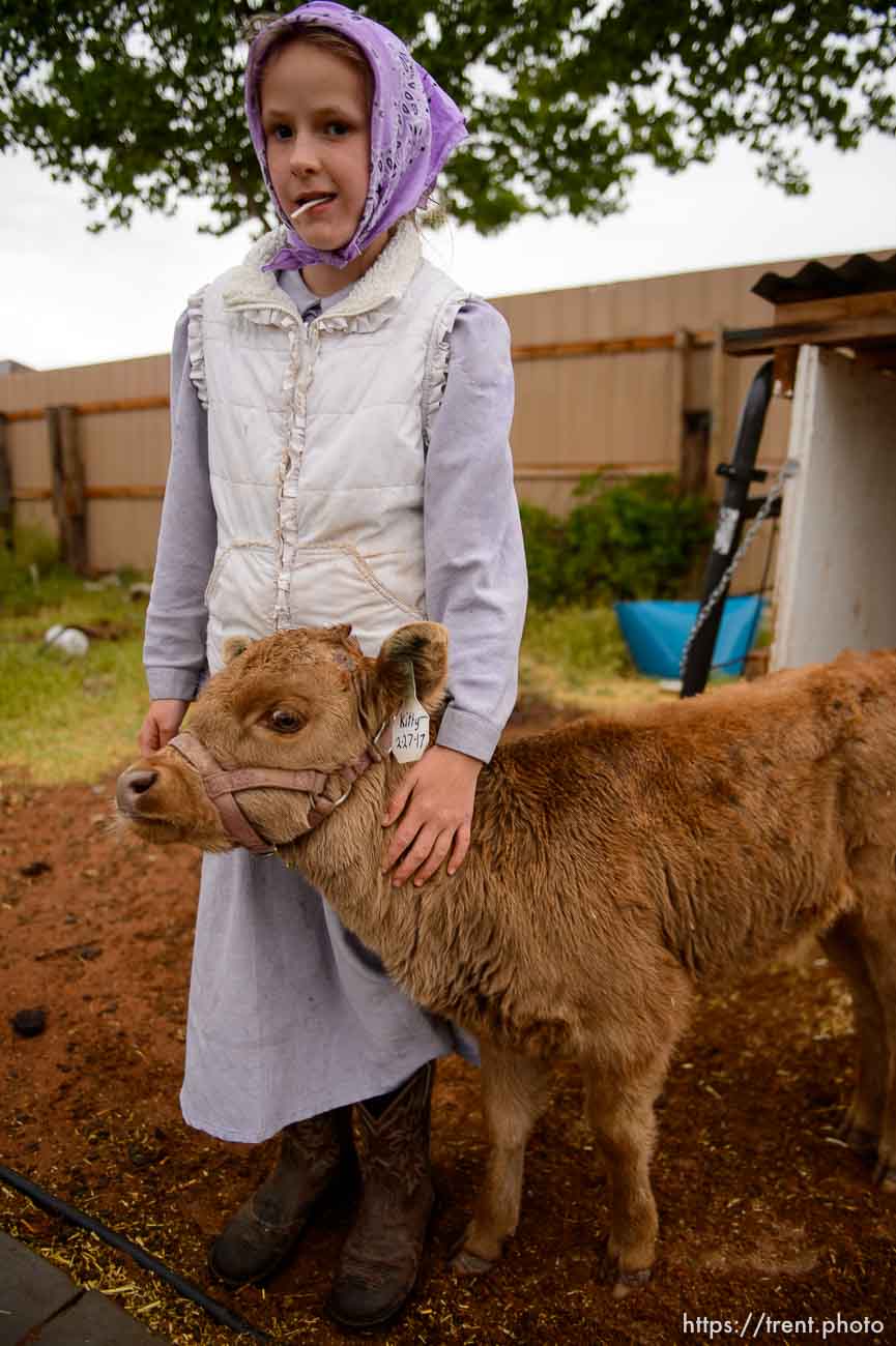 Trent Nelson  |  The Salt Lake Tribune
flds girl with with calf, Tuesday May 9, 2017.