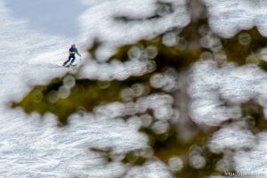 (Trent Nelson  |  The Salt Lake Tribune)  
Skiers at Snowbird on Thursday April 4, 2019.