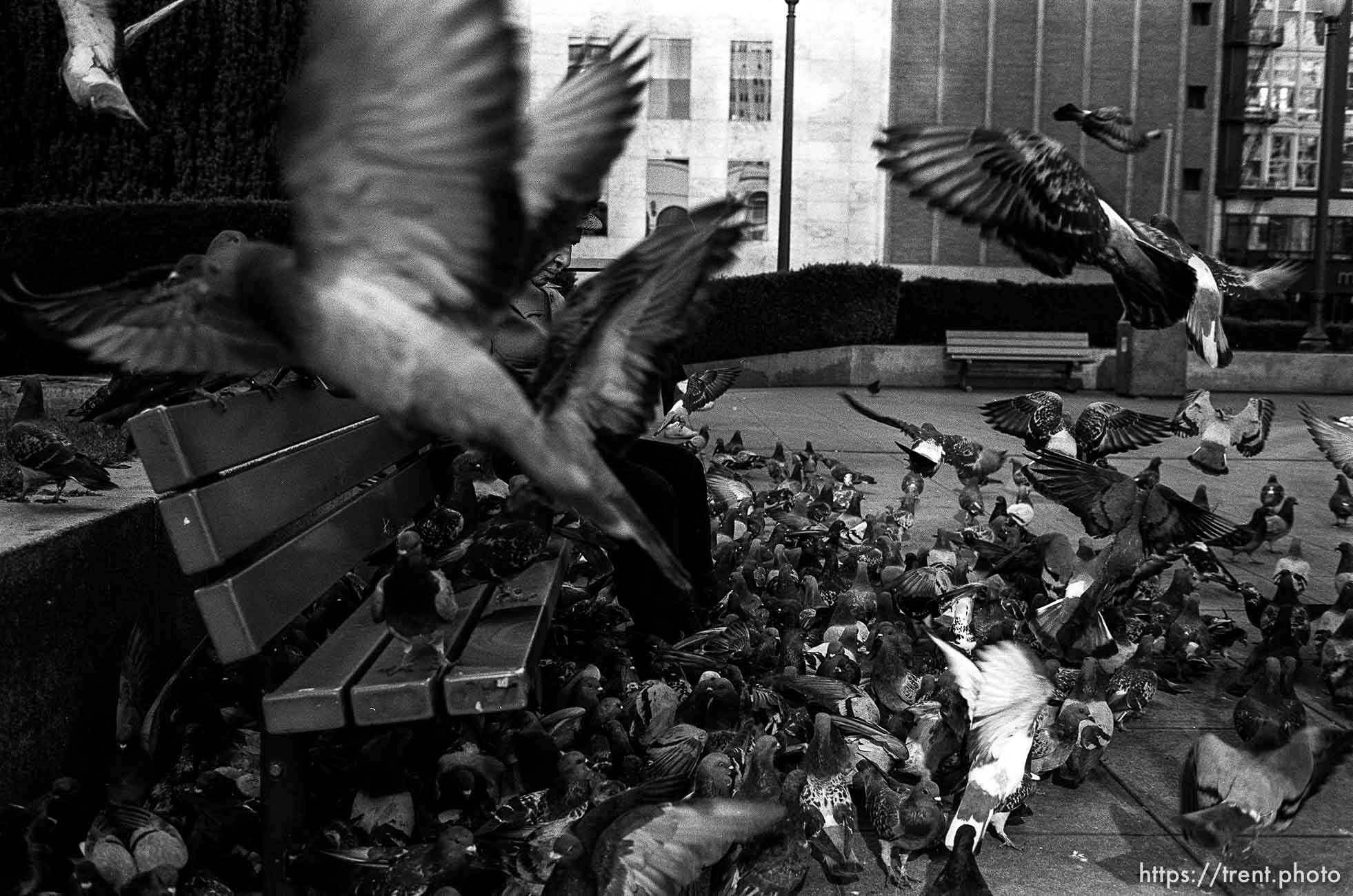 Man feeding pigeons, 1987.