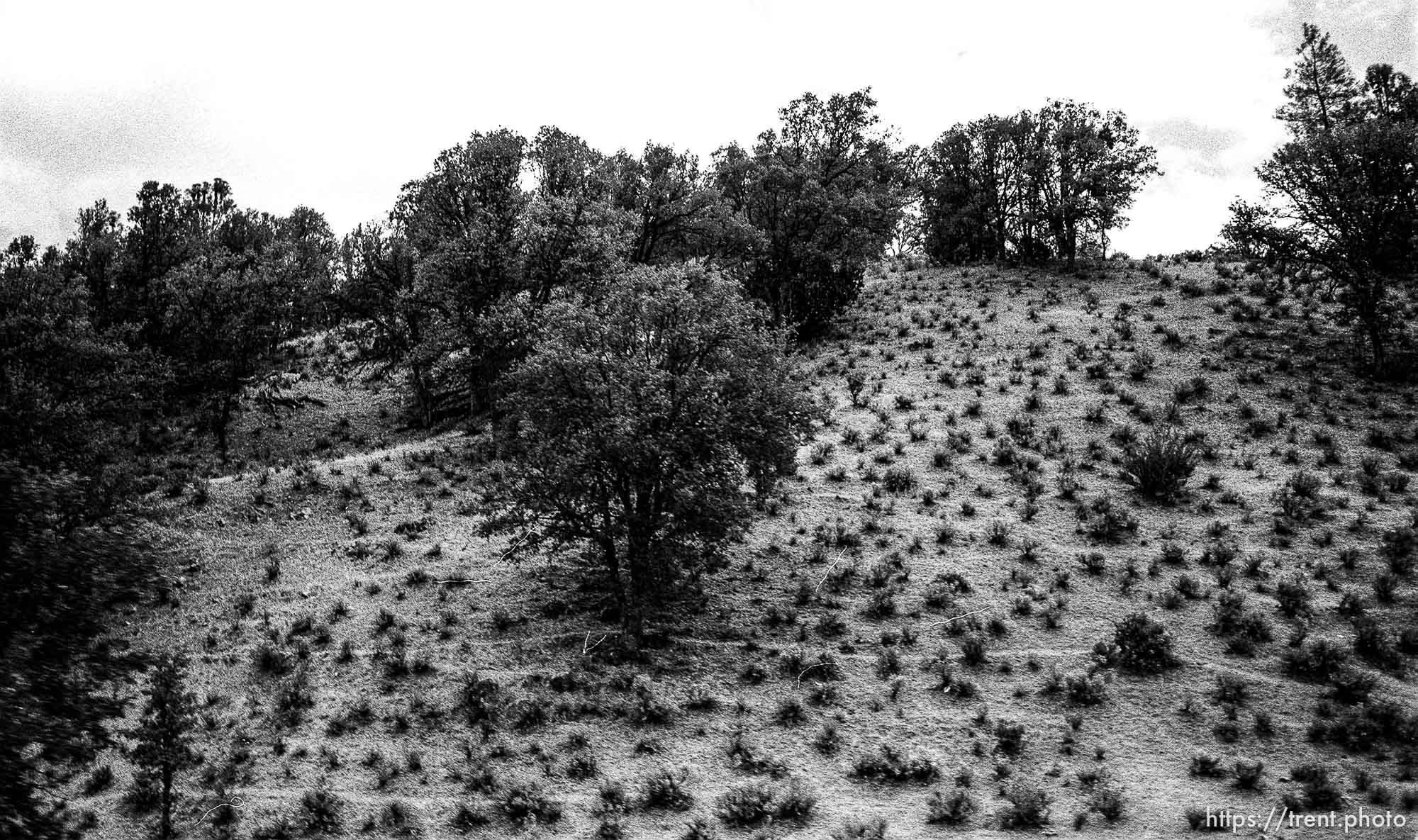 Hill and trees