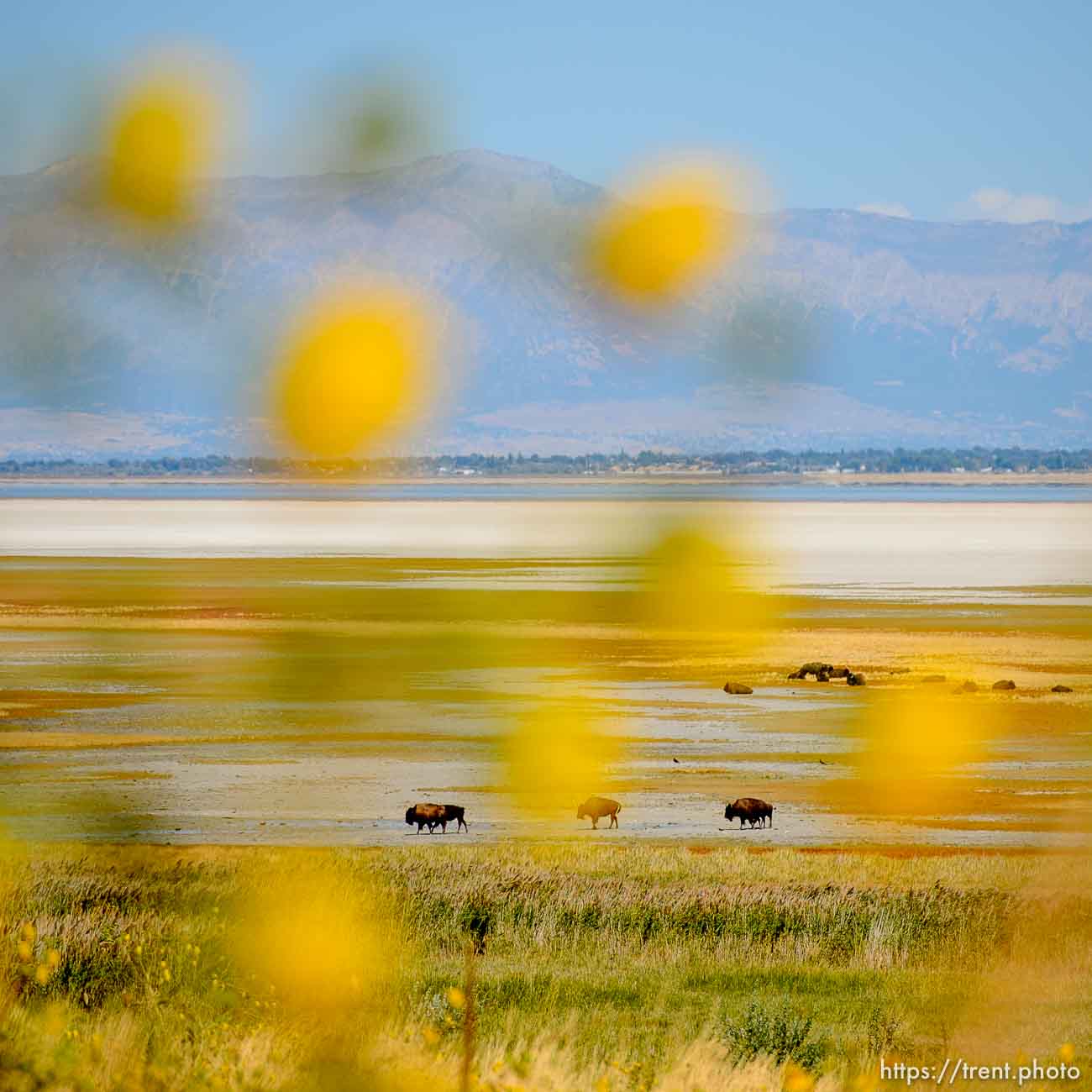 (Trent Nelson  |  The Salt Lake Tribune)  

Bison at Antelope Island State Park


 on Thursday Sept. 19, 2019.