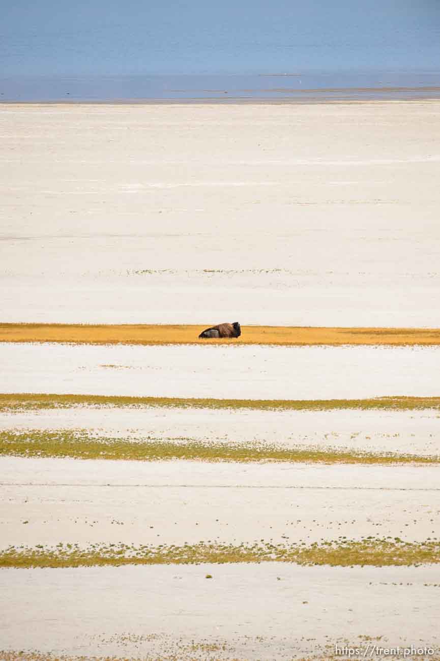 (Trent Nelson  |  The Salt Lake Tribune)  
A lone bison at Antelope Island State Park on Thursday Sept. 19, 2019.