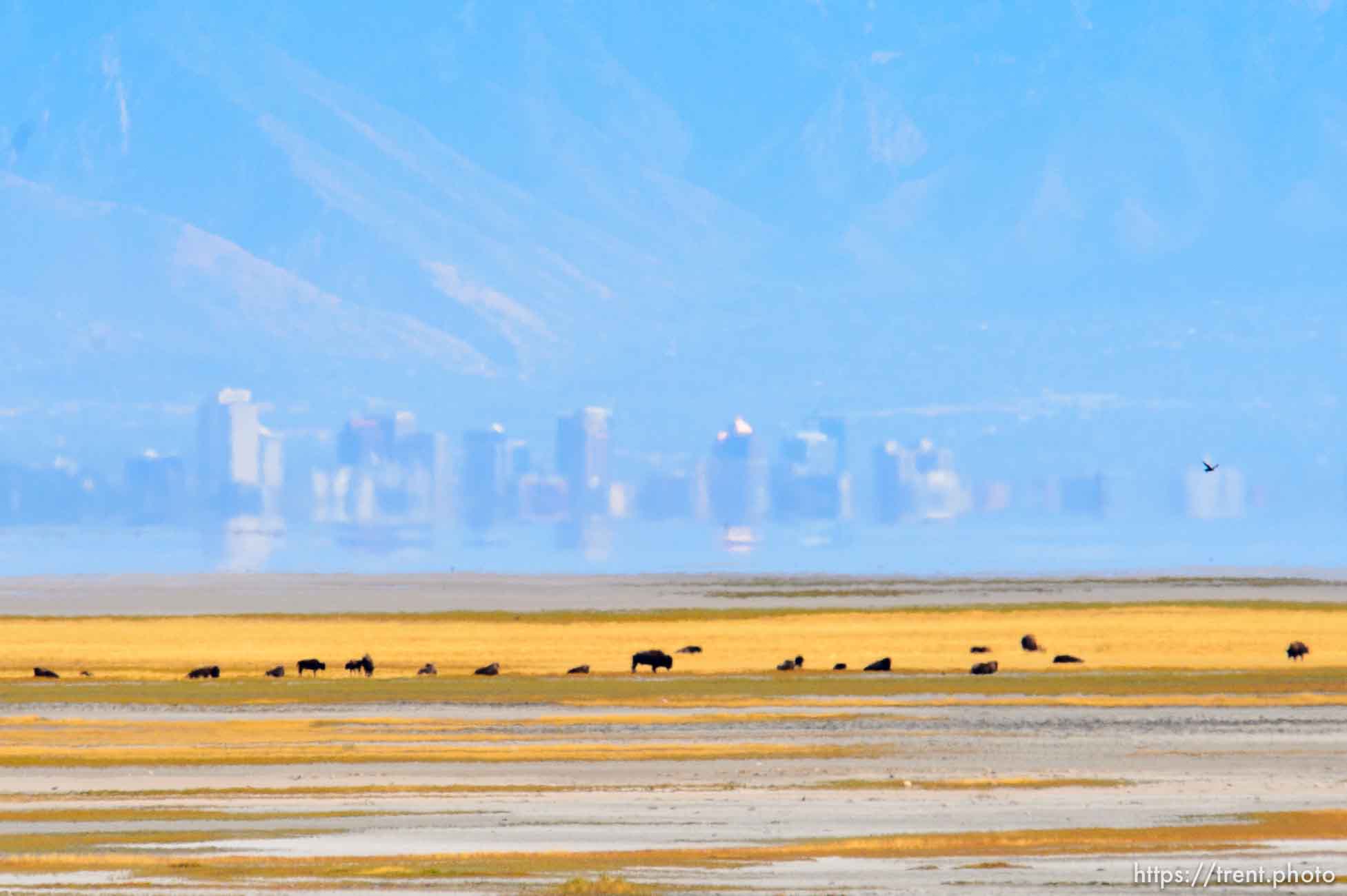 (Trent Nelson  |  The Salt Lake Tribune)  
Bison near the shoreline of the Great Salt Lake at Antelope Island State Park, with Salt Lake City in the background on Thursday Sept. 19, 2019.