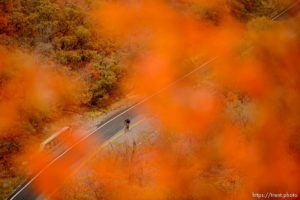 (Trent Nelson  |  The Salt Lake Tribune)
A cyclist in Millcreek Canyon on Thursday Oct. 17, 2019.