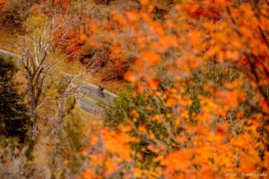 (Trent Nelson  |  The Salt Lake Tribune)
A cyclist in Millcreek Canyon on Thursday Oct. 17, 2019.