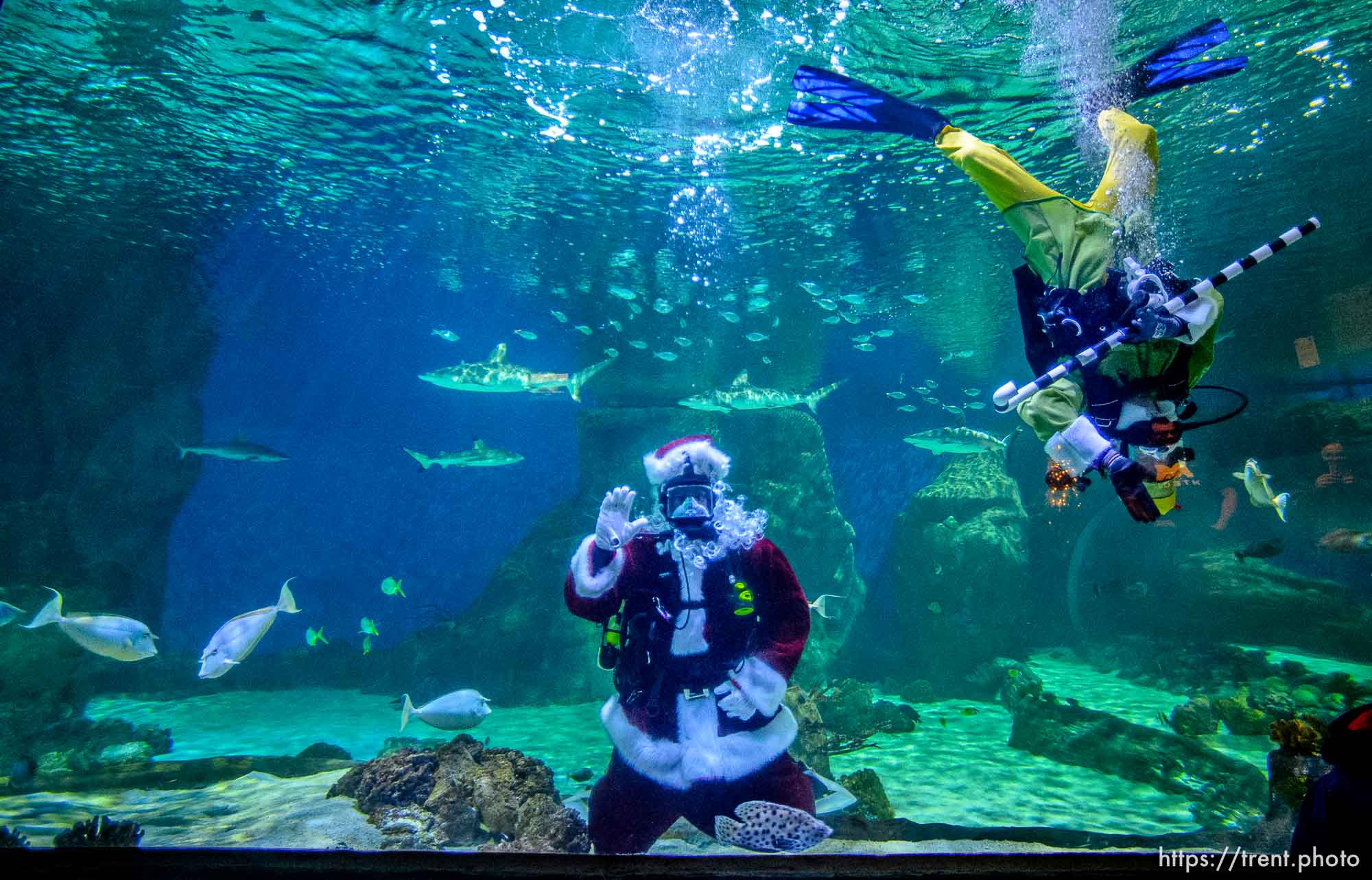 (Trent Nelson  |  The Salt Lake Tribune) Santa dives with the sharks at the Loveland Living Planet Aquarium in Draper on Saturday, Dec. 21, 2019.