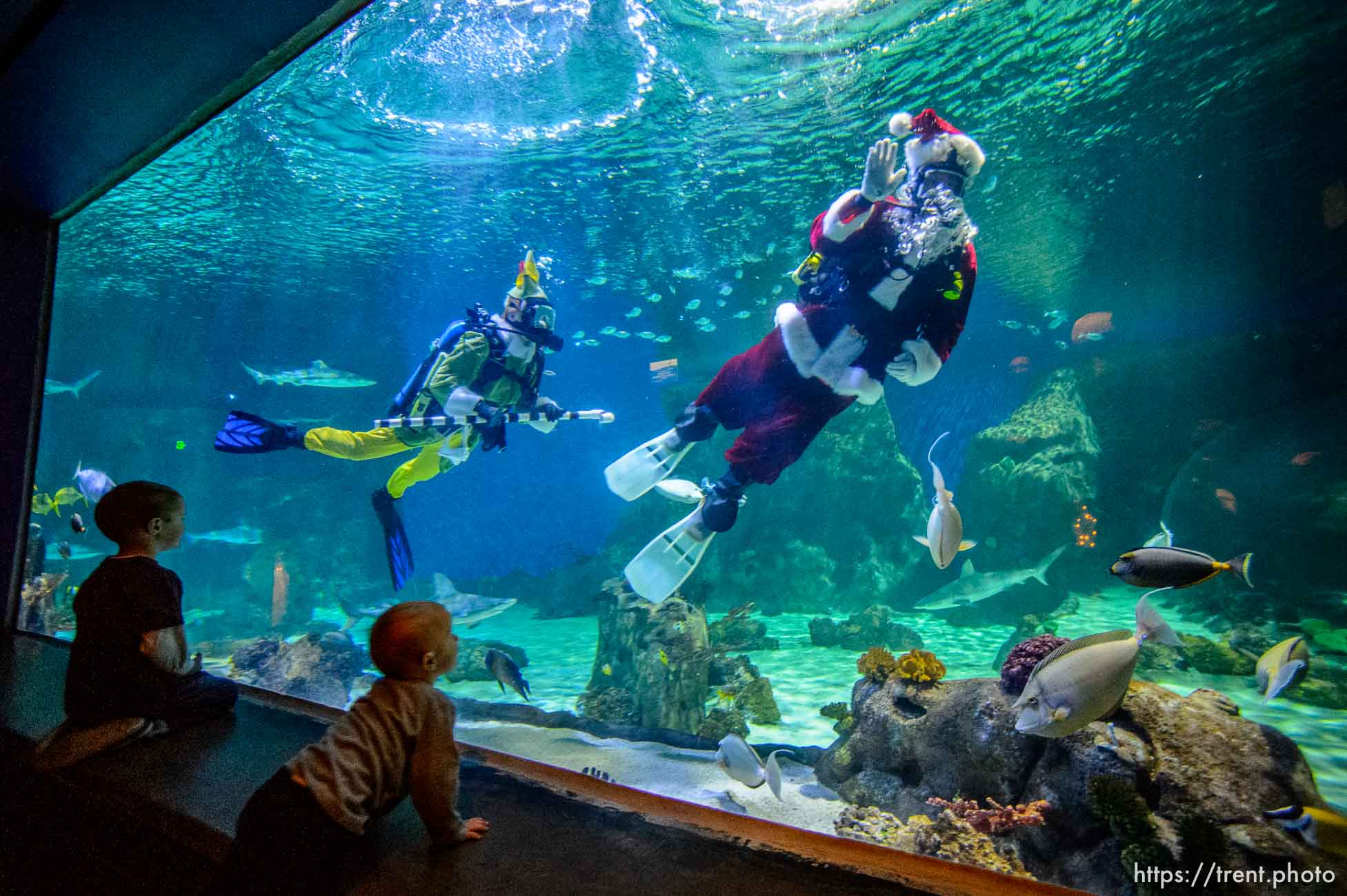 (Trent Nelson  |  The Salt Lake Tribune) Santa dives with the sharks at the Loveland Living Planet Aquarium in Draper on Saturday, Dec. 21, 2019.