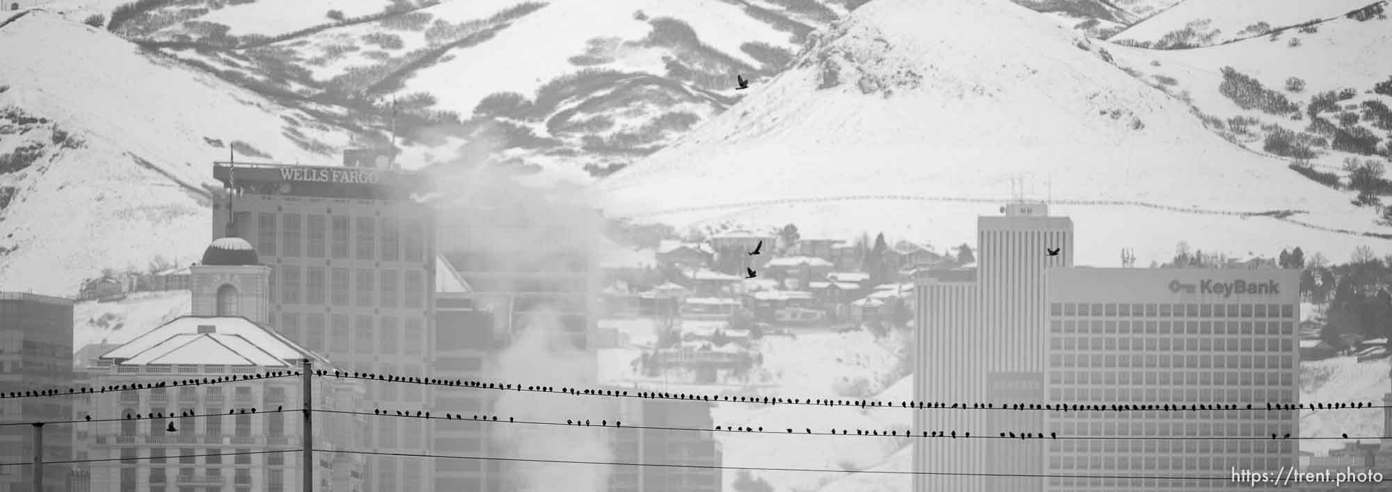 birds on wire, state street, on Thursday, Feb. 6, 2020.