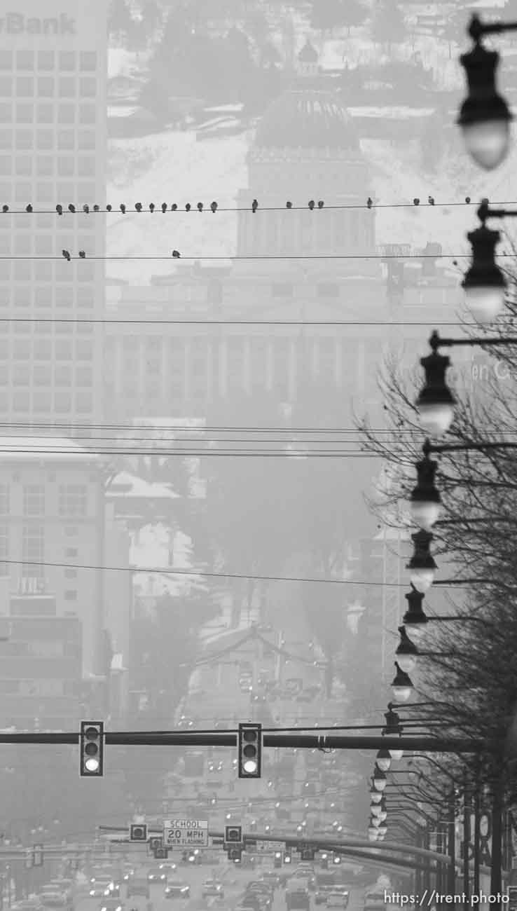 birds on wire, state street, on Thursday, Feb. 6, 2020.