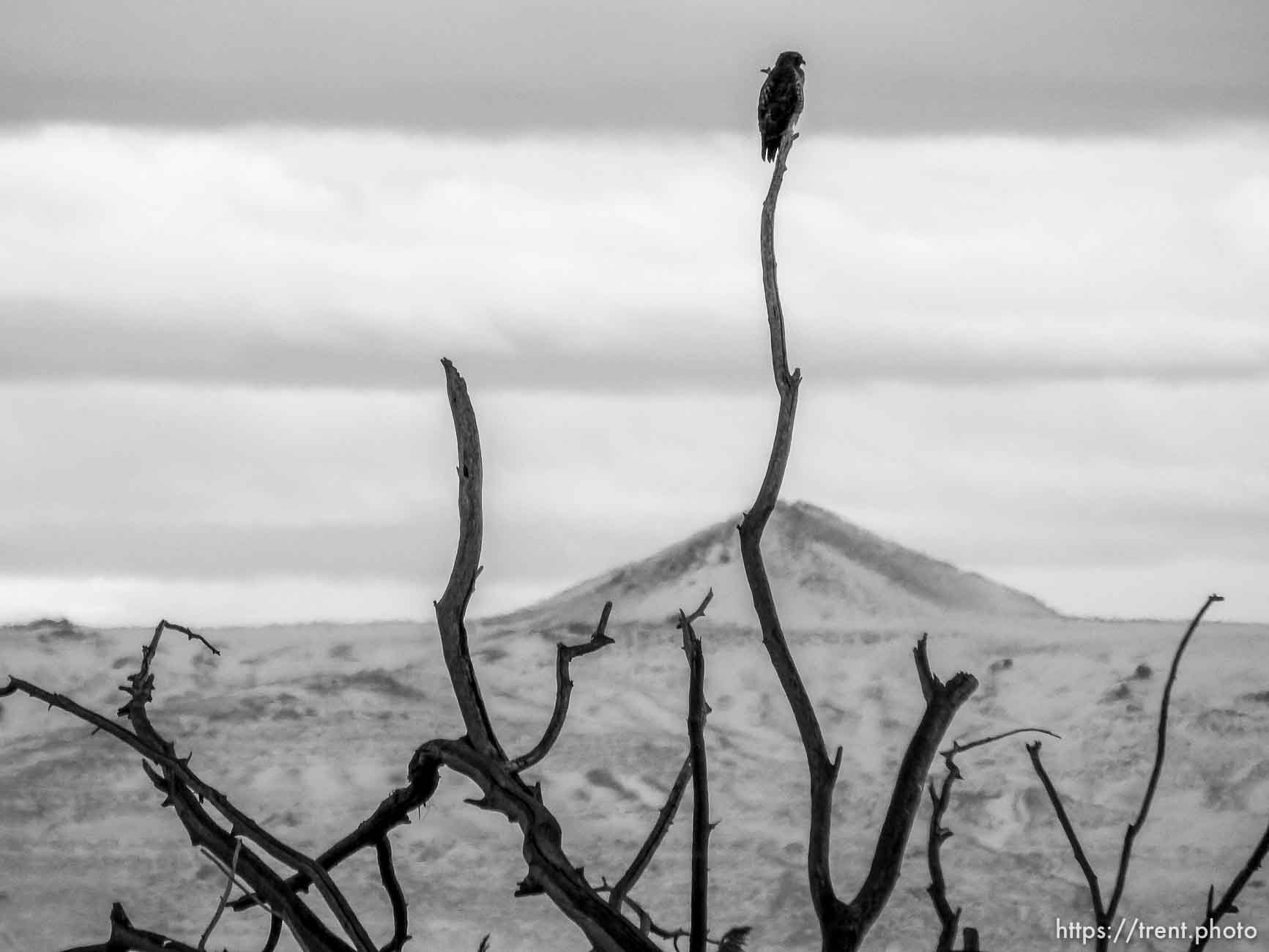 red-tailed hawks on Friday, Feb. 7, 2020.