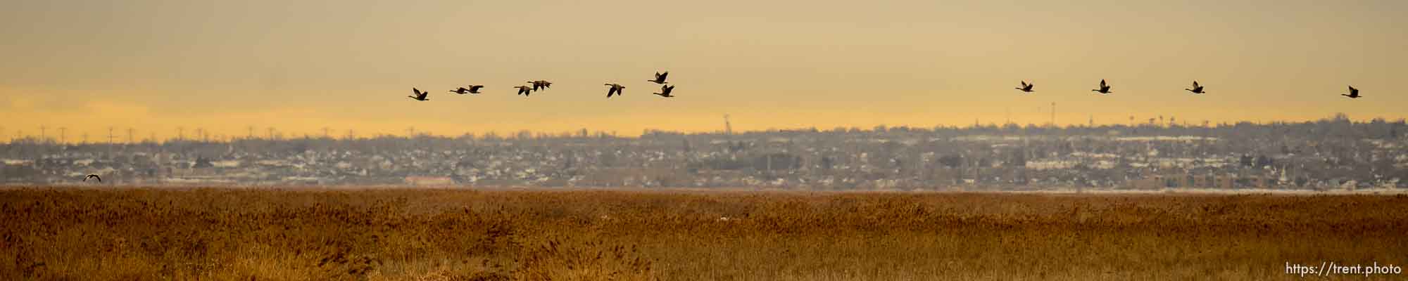 geese at the Farmington Bay Waterfowl Management Area on Friday, Feb. 7, 2020.