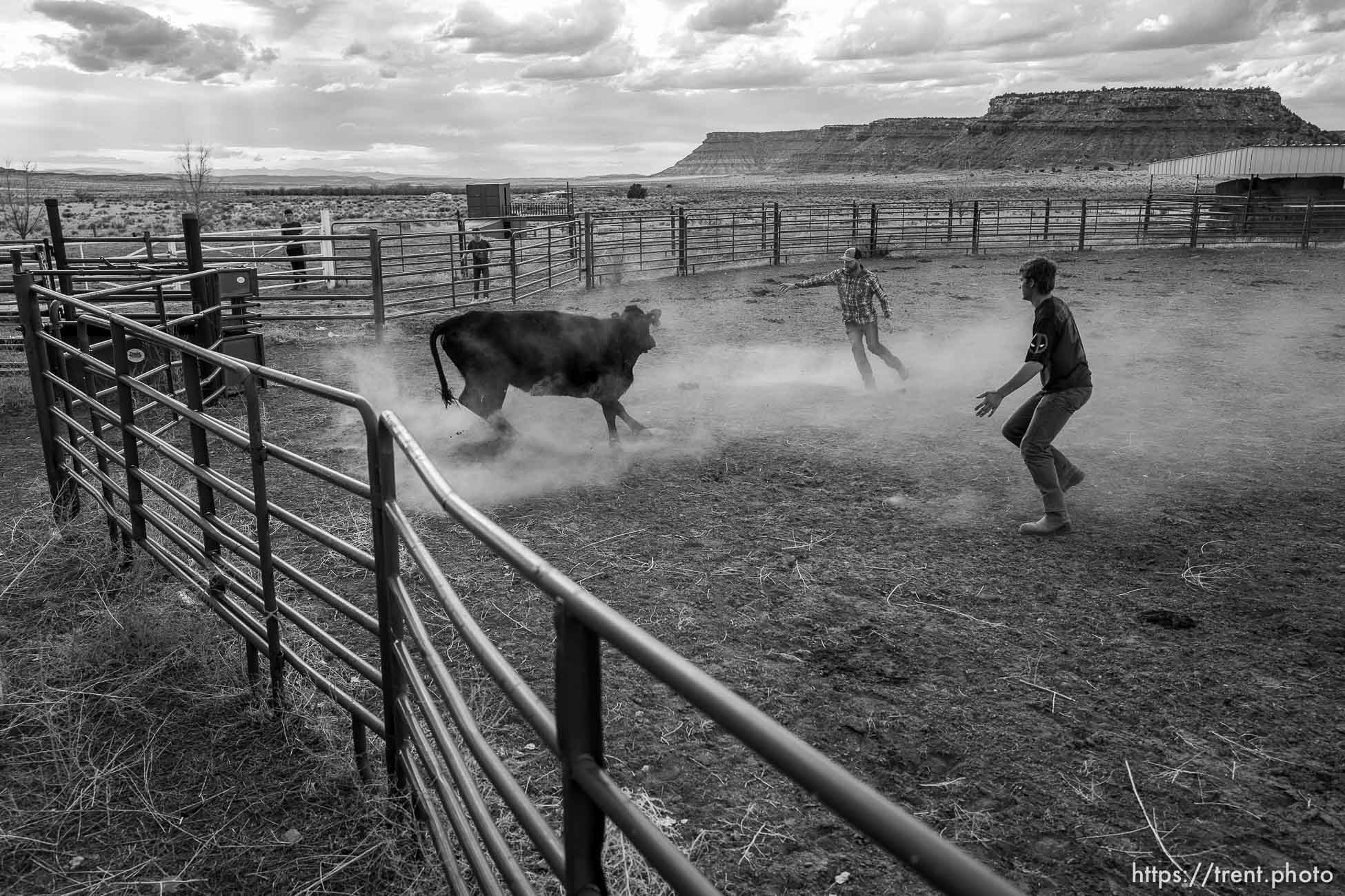 Cattle in the Chute