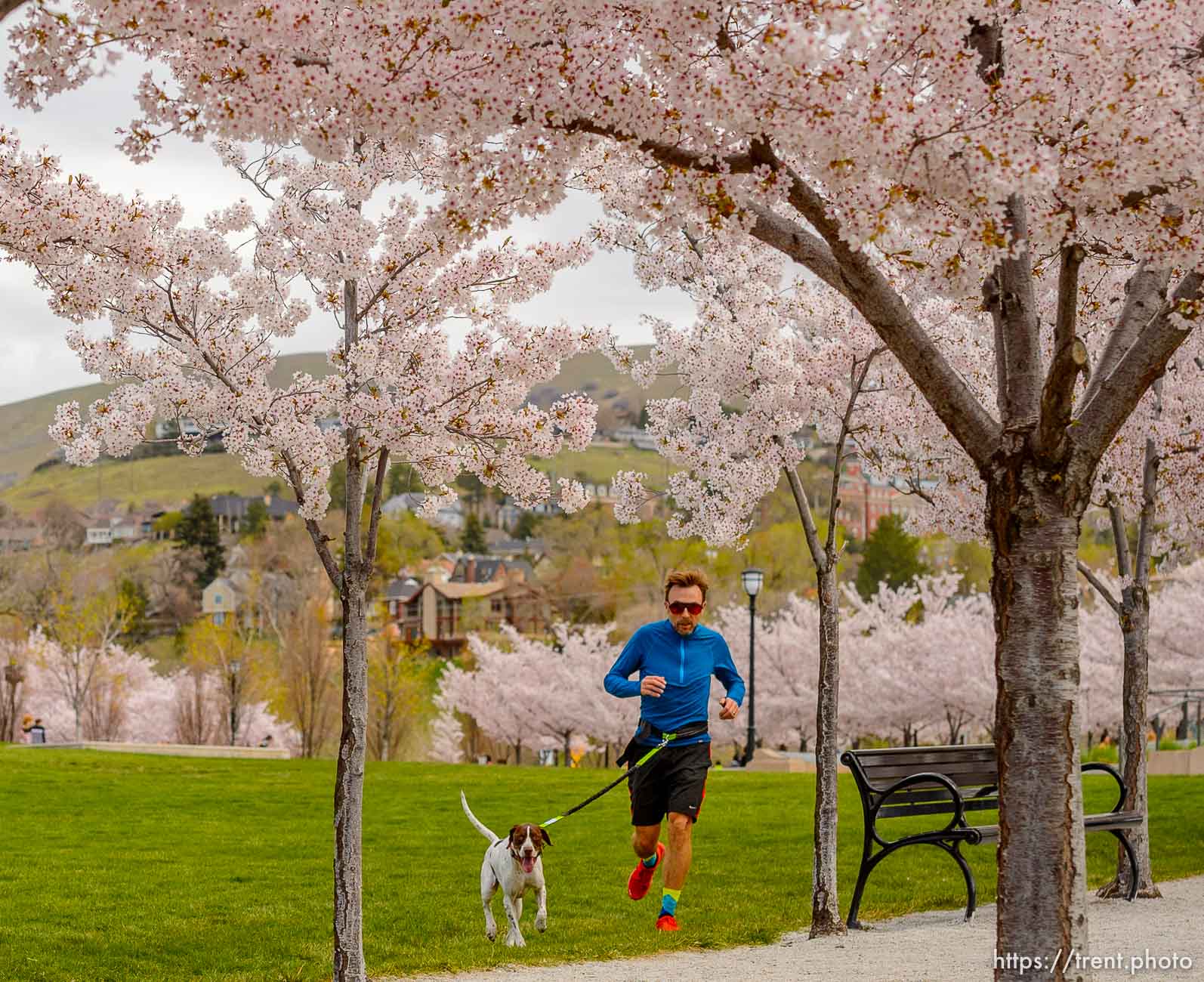 (Trent Nelson  |  The Salt Lake Tribune) A man runs with his dog through the cherry blossoms surrounding the state Capitol in Salt Lake City on Saturday, April 11, 2020.