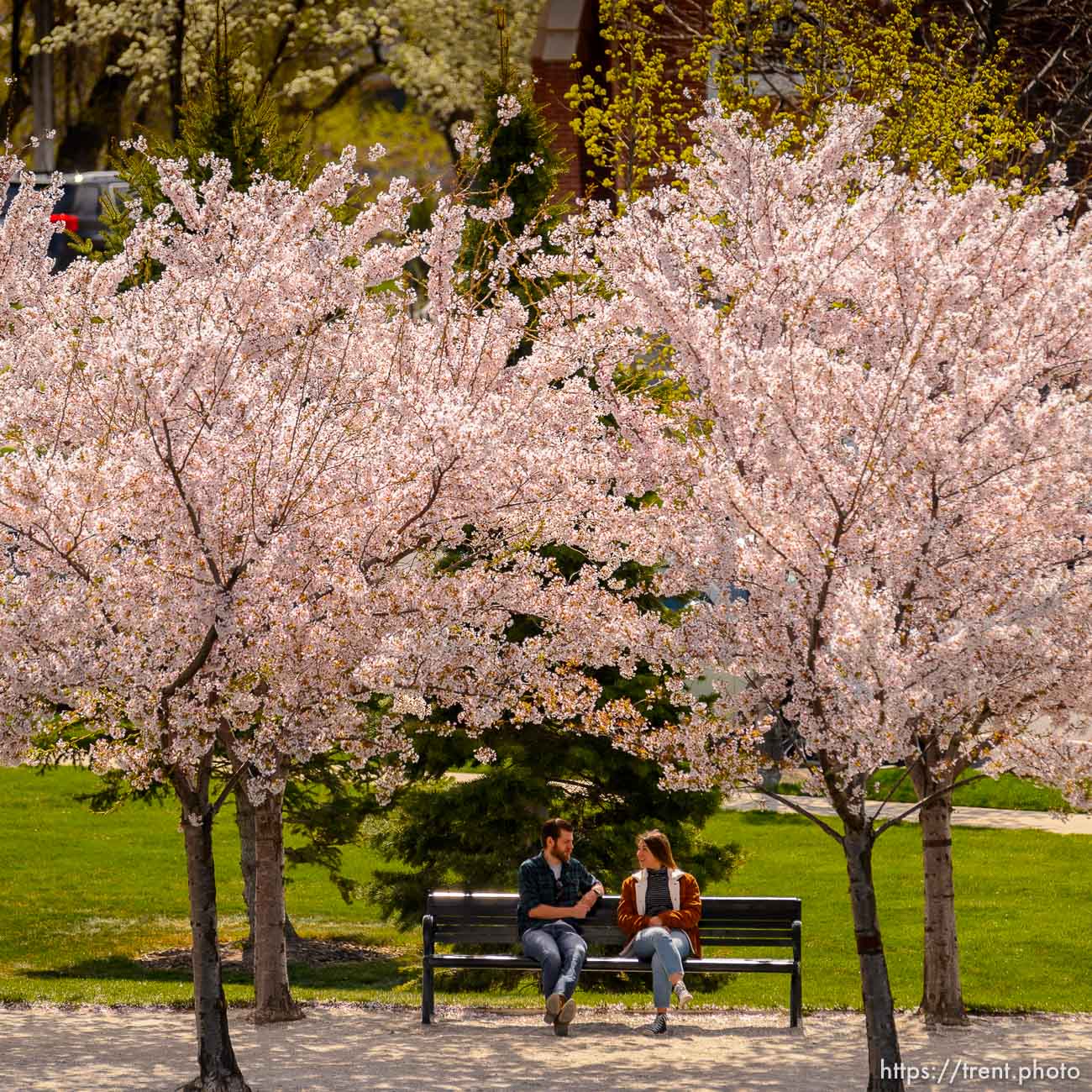 (Trent Nelson  |  The Salt Lake Tribune) A couple sites on a bench among the cherry blossoms surrounding the state Capitol in Salt Lake City on Saturday, April 11, 2020.