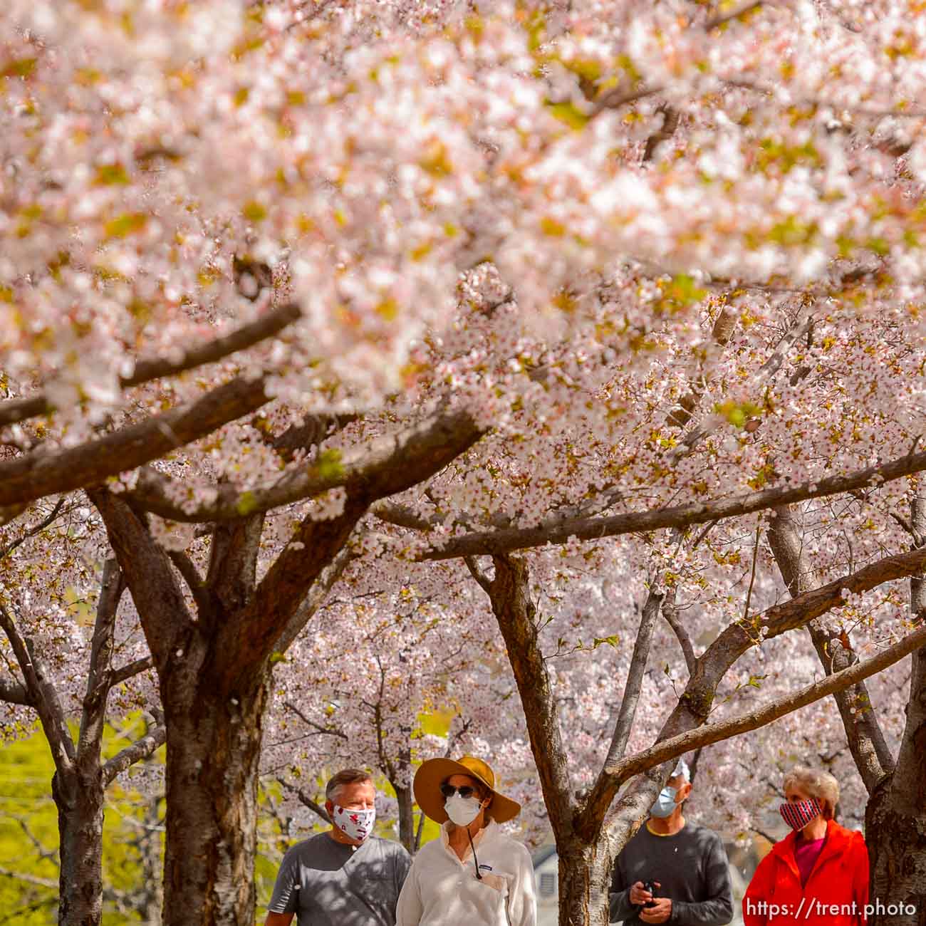 (Trent Nelson  |  The Salt Lake Tribune) Crowds of people take in the cherry blossoms surrounding the state Capitol in Salt Lake City on Saturday, April 11, 2020.