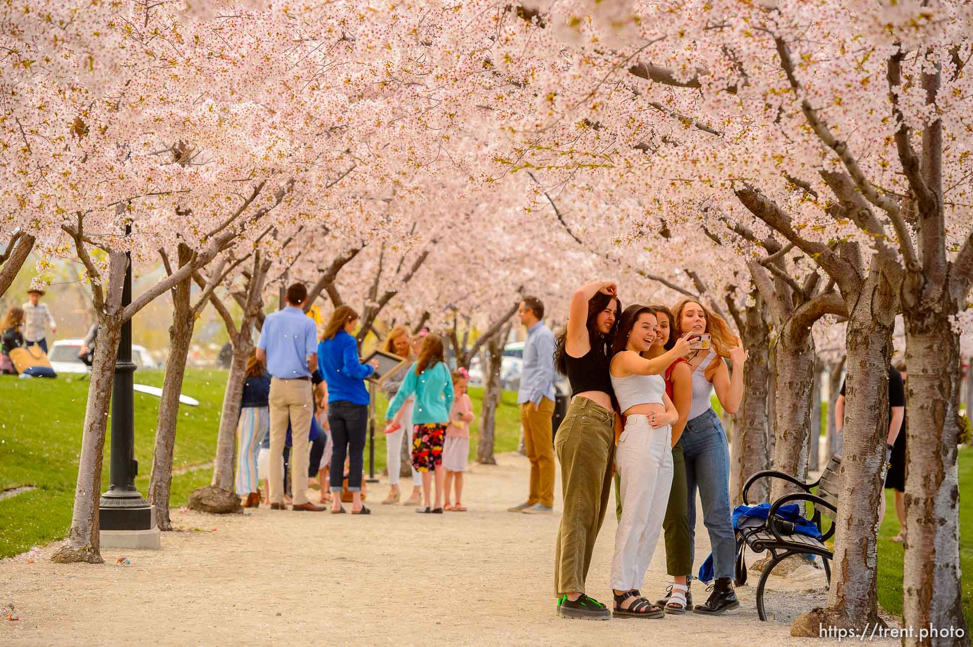 (Trent Nelson  |  The Salt Lake Tribune) Crowds of people take in the cherry blossoms surrounding the state Capitol in Salt Lake City on Saturday, April 11, 2020.