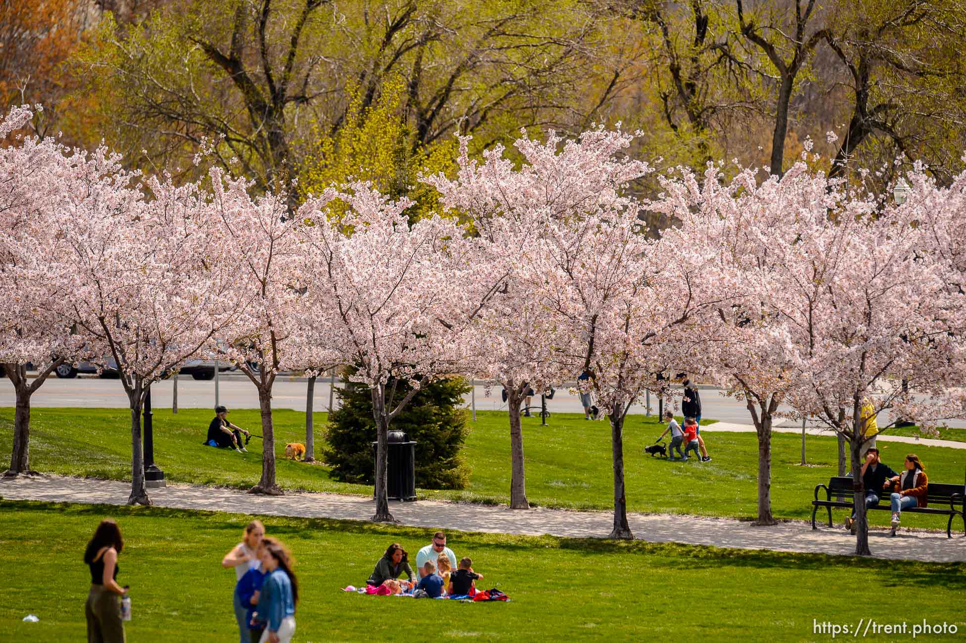 (Trent Nelson  |  The Salt Lake Tribune) Crowds of people take in the cherry blossoms surrounding the state Capitol in Salt Lake City on Saturday, April 11, 2020.