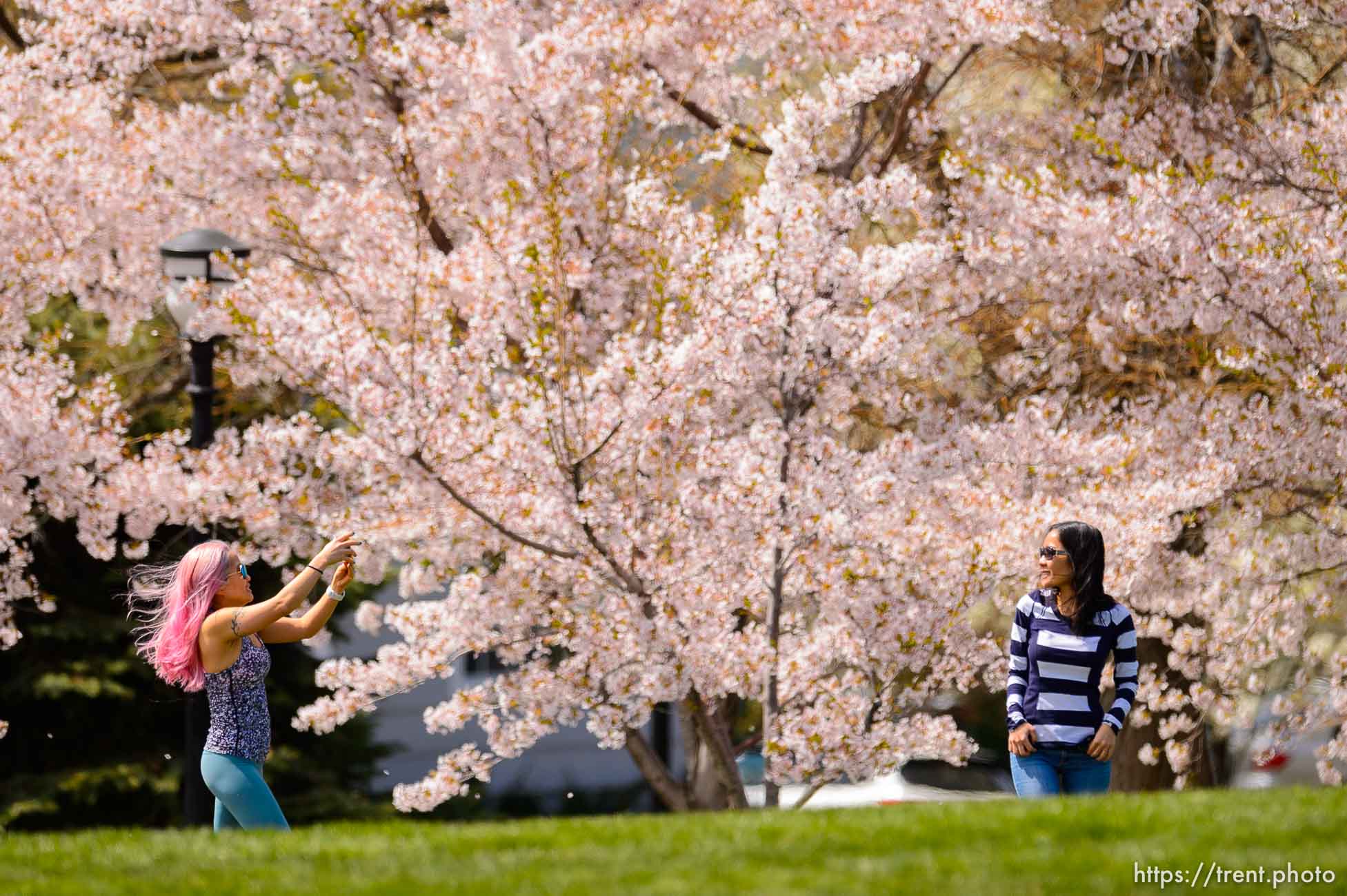 (Trent Nelson  |  The Salt Lake Tribune) Crowds of people take in the cherry blossoms surrounding the state Capitol in Salt Lake City on Saturday, April 11, 2020.