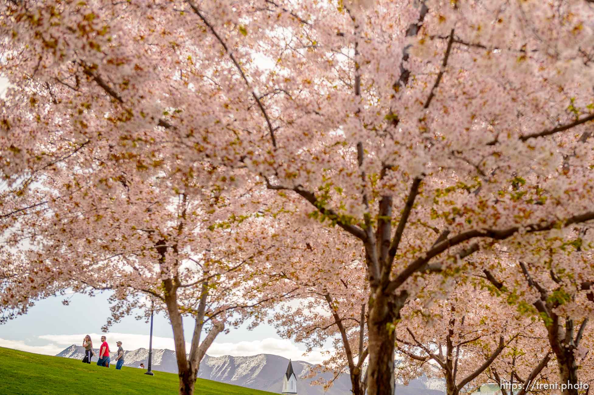 (Trent Nelson  |  The Salt Lake Tribune) People take in the cherry blossoms surrounding the state Capitol in Salt Lake City on Saturday, April 11, 2020.