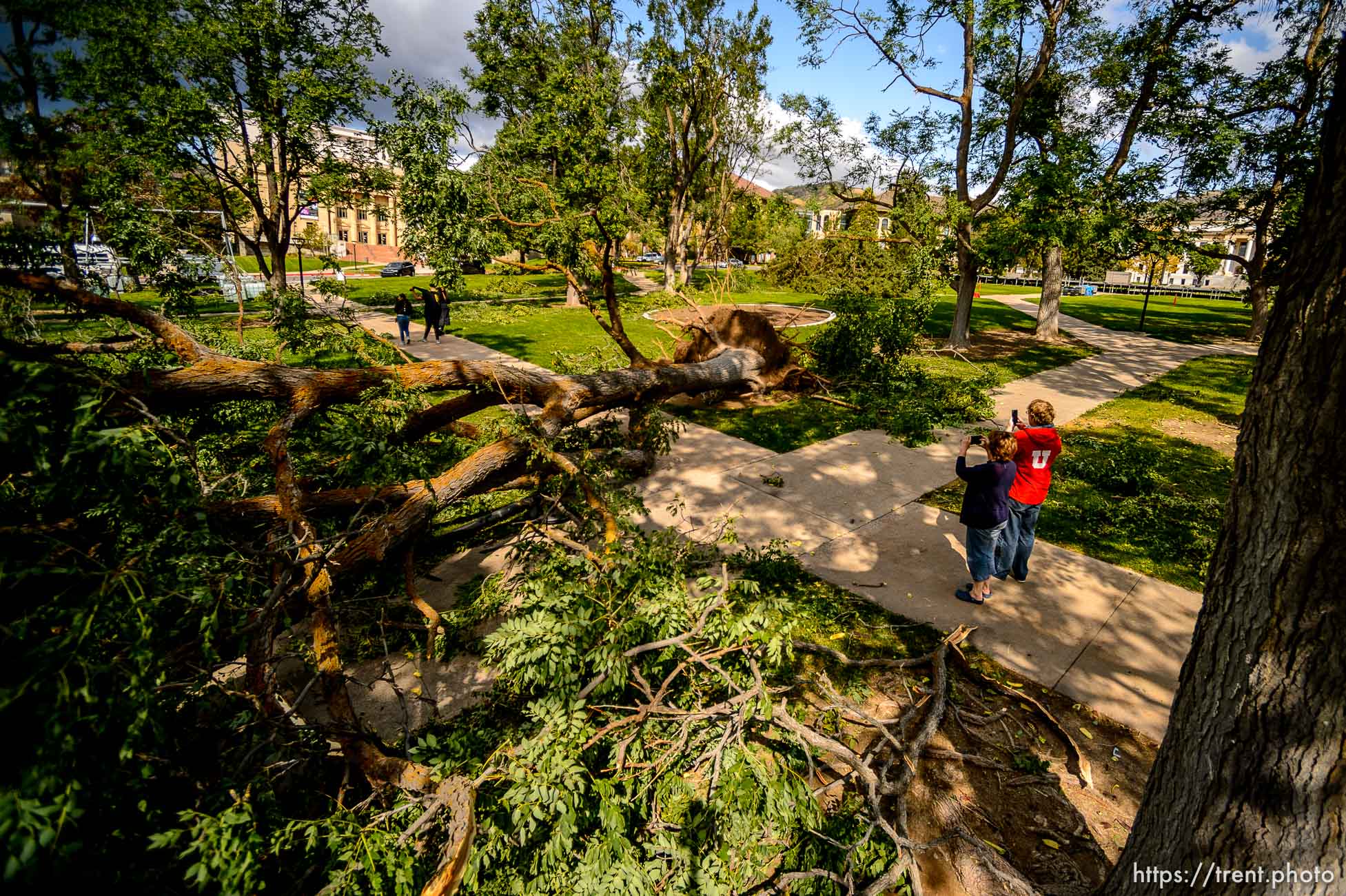 (Trent Nelson  |  The Salt Lake Tribune) Trees were knocked over by high winds in Presidents Circle at the University of Utah in Salt Lake City on Tuesday, Sept. 8, 2020.