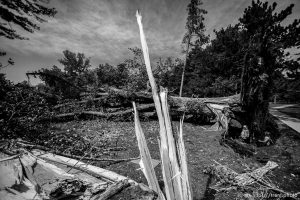 (Trent Nelson  |  The Salt Lake Tribune) People take in trees downed in Liberty Park during Tuesday's high winds, in Salt Lake City on Wednesday, Sept. 9, 2020.