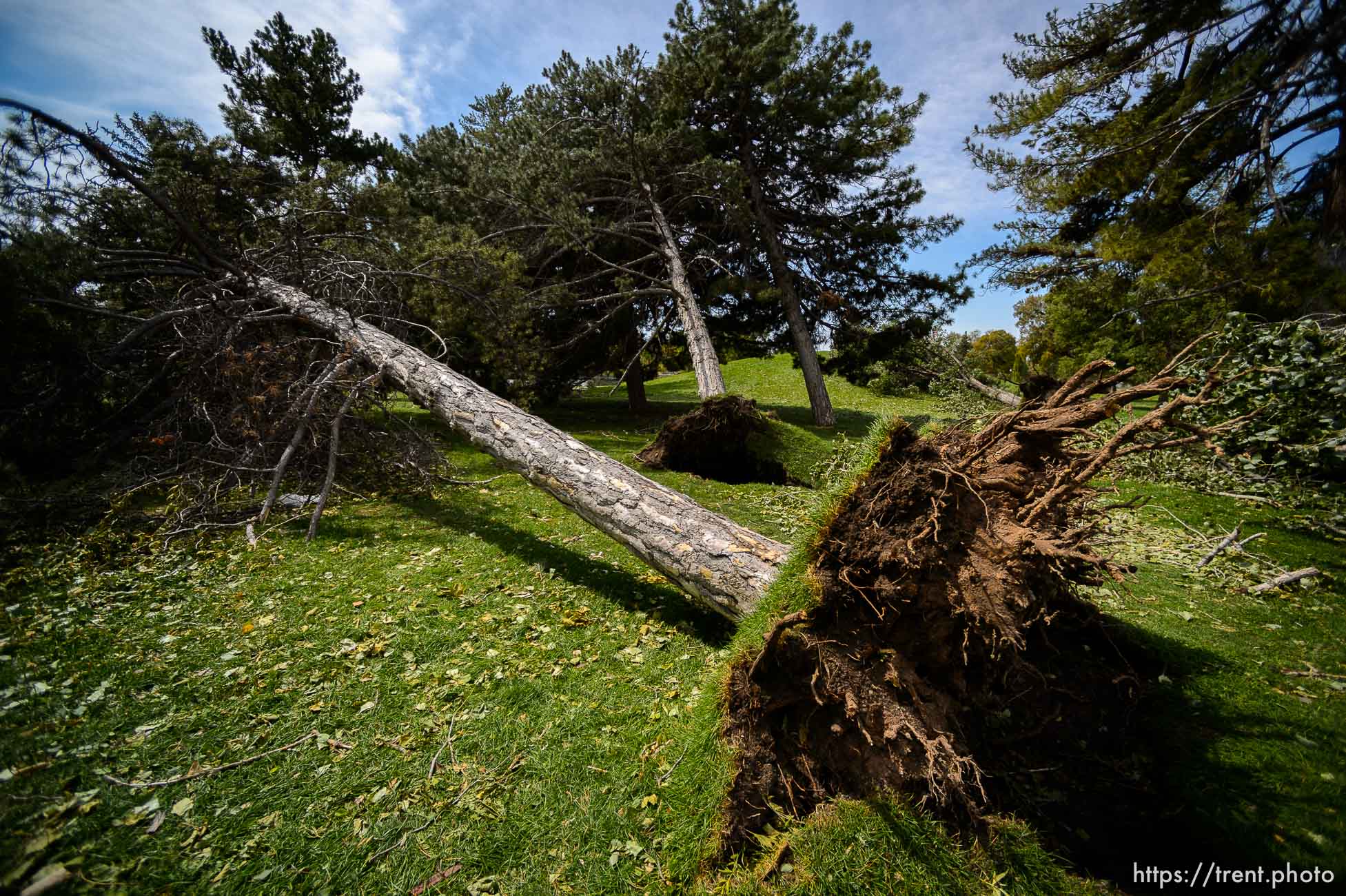 (Trent Nelson  |  The Salt Lake Tribune) Trees downed in Liberty Park during Tuesday's high winds, in Salt Lake City on Wednesday, Sept. 9, 2020.