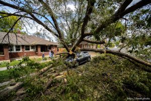 (Trent Nelson  |  The Salt Lake Tribune) A tree downed by Tuesday's high winds that landed on a car along Downington Avenue in Salt Lake City, on Wednesday, Sept. 9, 2020.