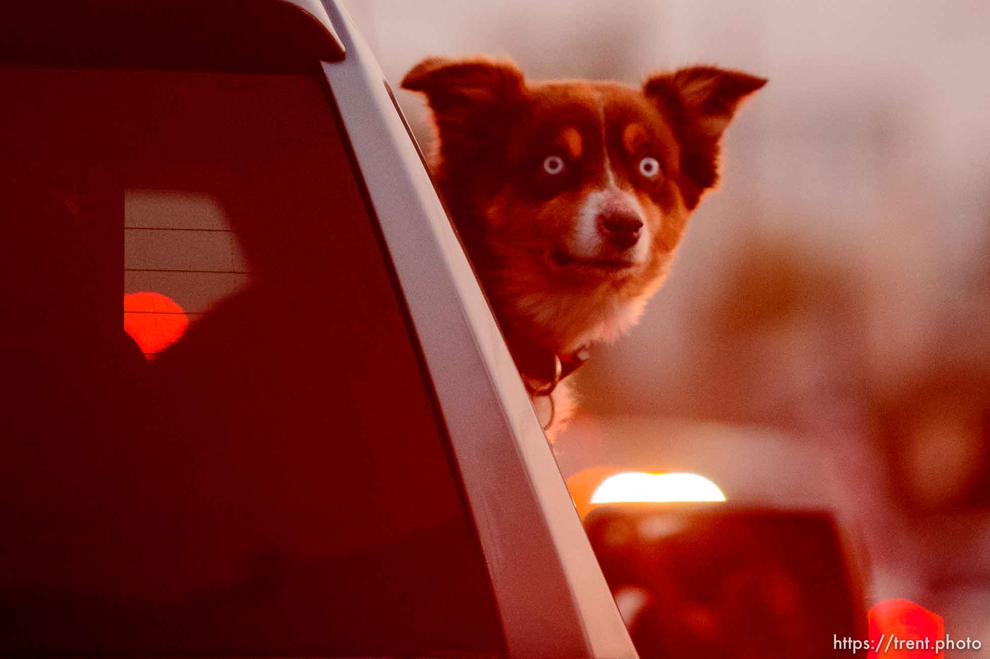 Dog in a MAGA Truck