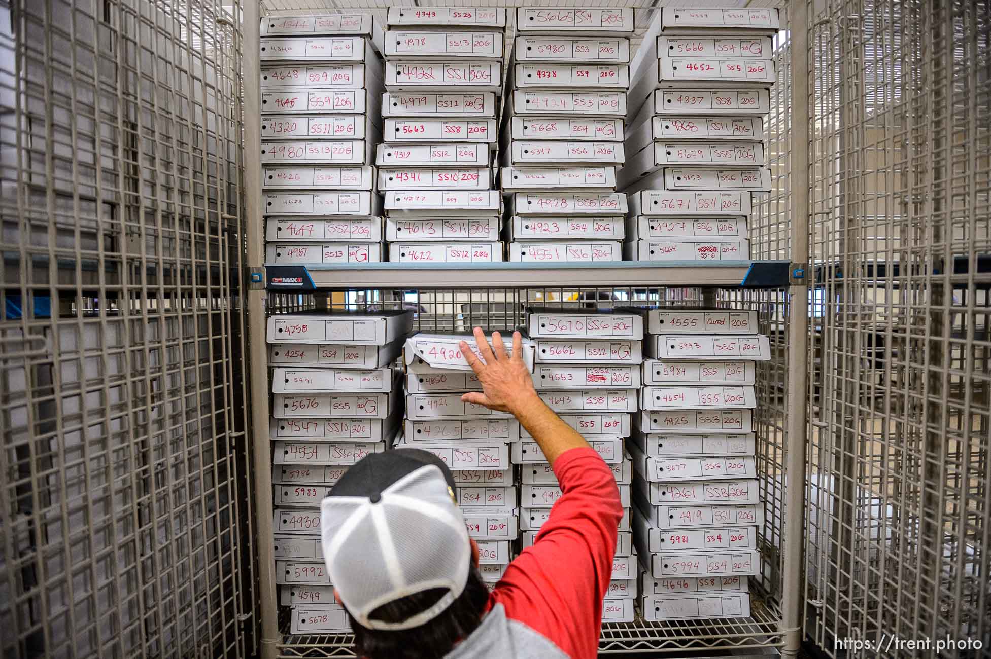 (Trent Nelson  |  The Salt Lake Tribune) Ballots are sorted at the Salt Lake County offices in Salt Lake City on Wednesday, Nov. 4, 2020.