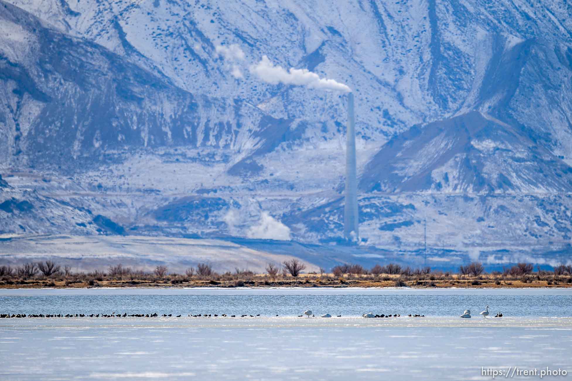 (Trent Nelson  |  The Salt Lake Tribune) Waterfowl at Audubon’s Gillmor Sanctuary on the Great Salt Lake's South Shore on Wednesday, Dec. 23, 2020.