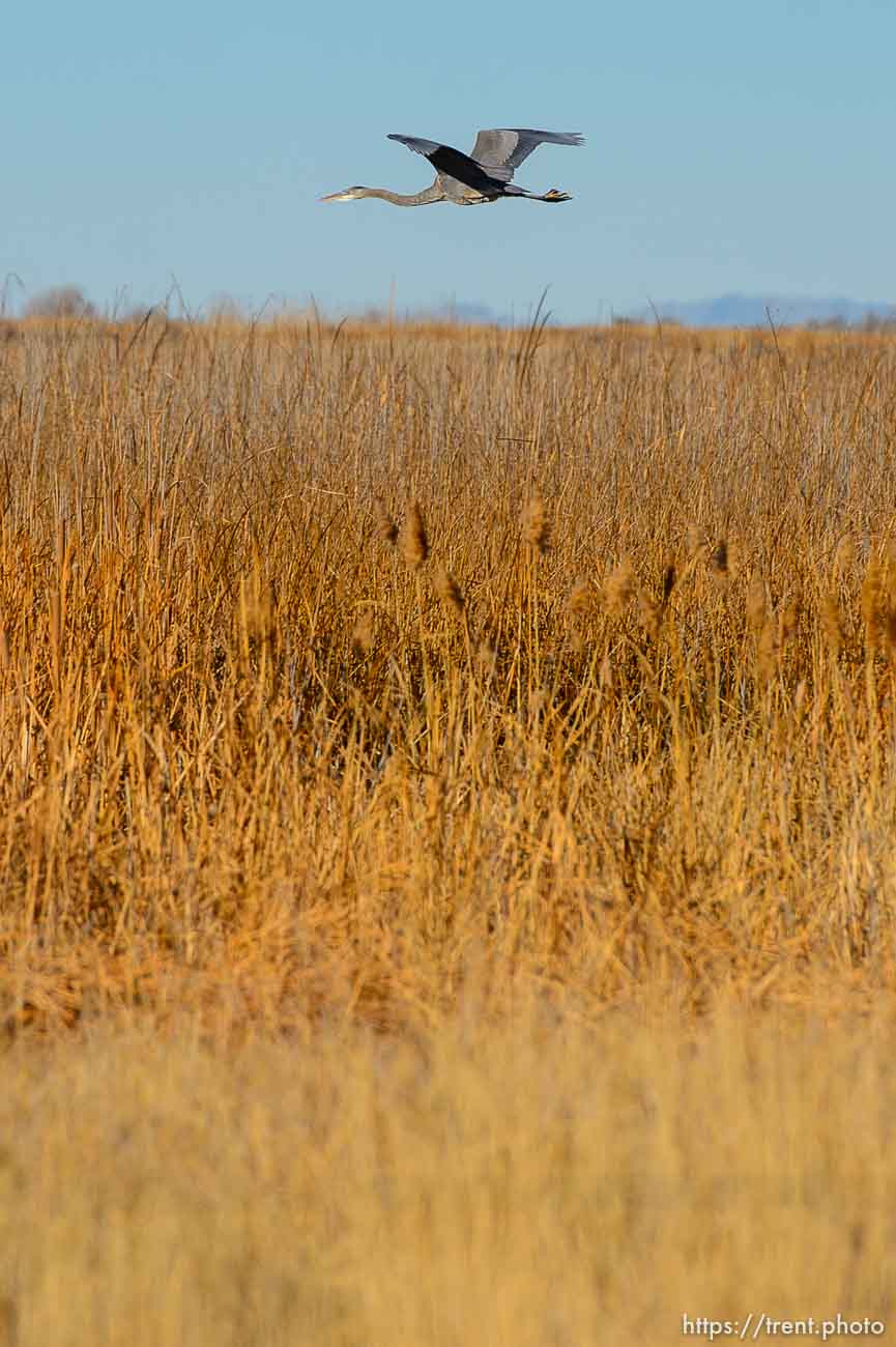 (Trent Nelson  |  The Salt Lake Tribune) Audubon’s Gillmor Sanctuary on the Great Salt Lake's South Shore on Wednesday, Dec. 23, 2020.