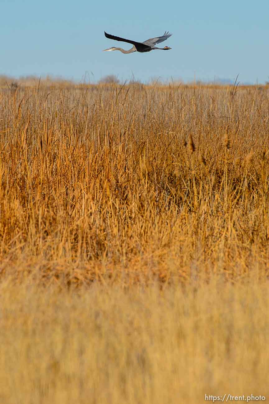 (Trent Nelson  |  The Salt Lake Tribune) Audubon’s Gillmor Sanctuary on the Great Salt Lake's South Shore on Wednesday, Dec. 23, 2020.