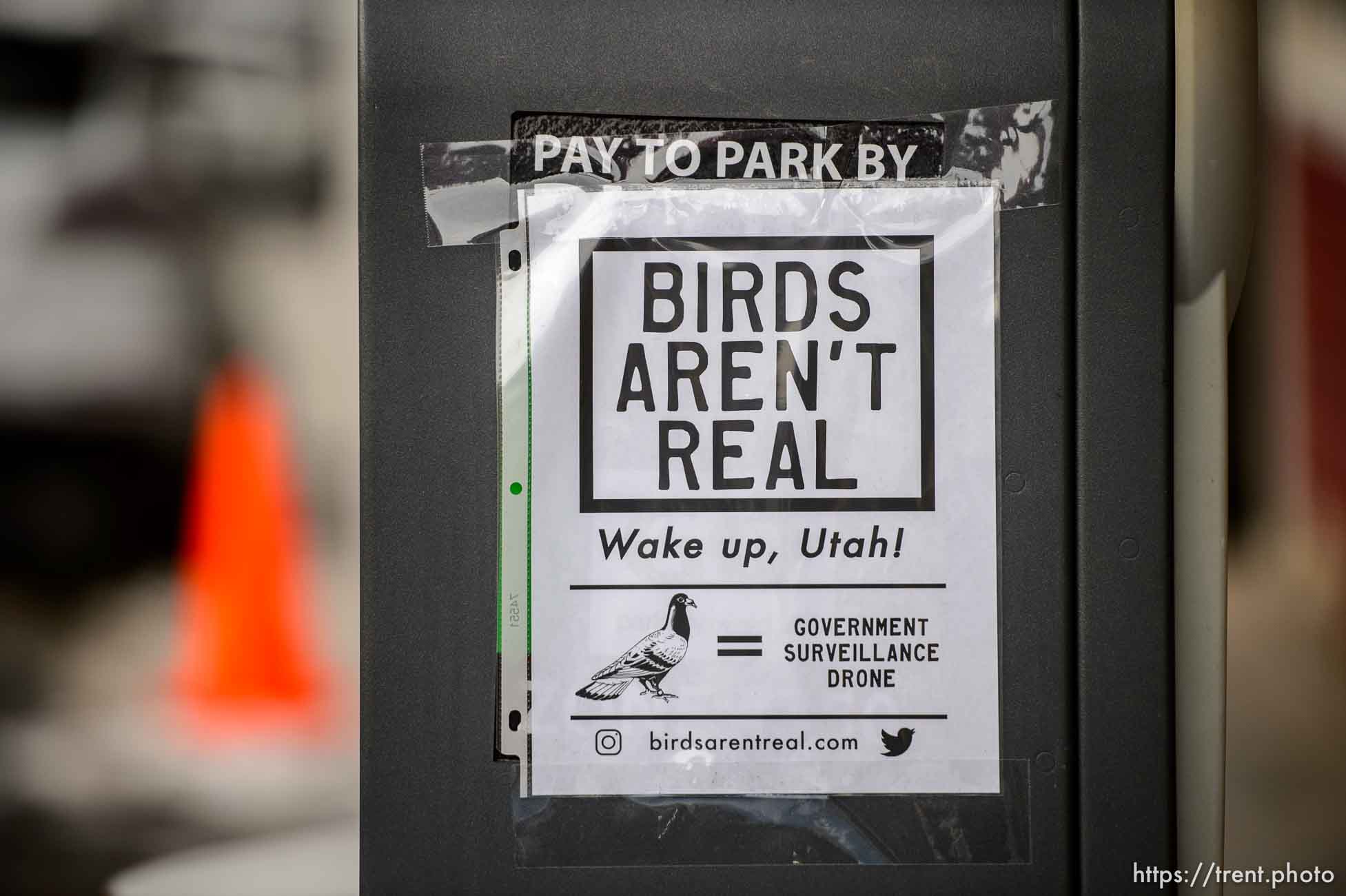 Birds