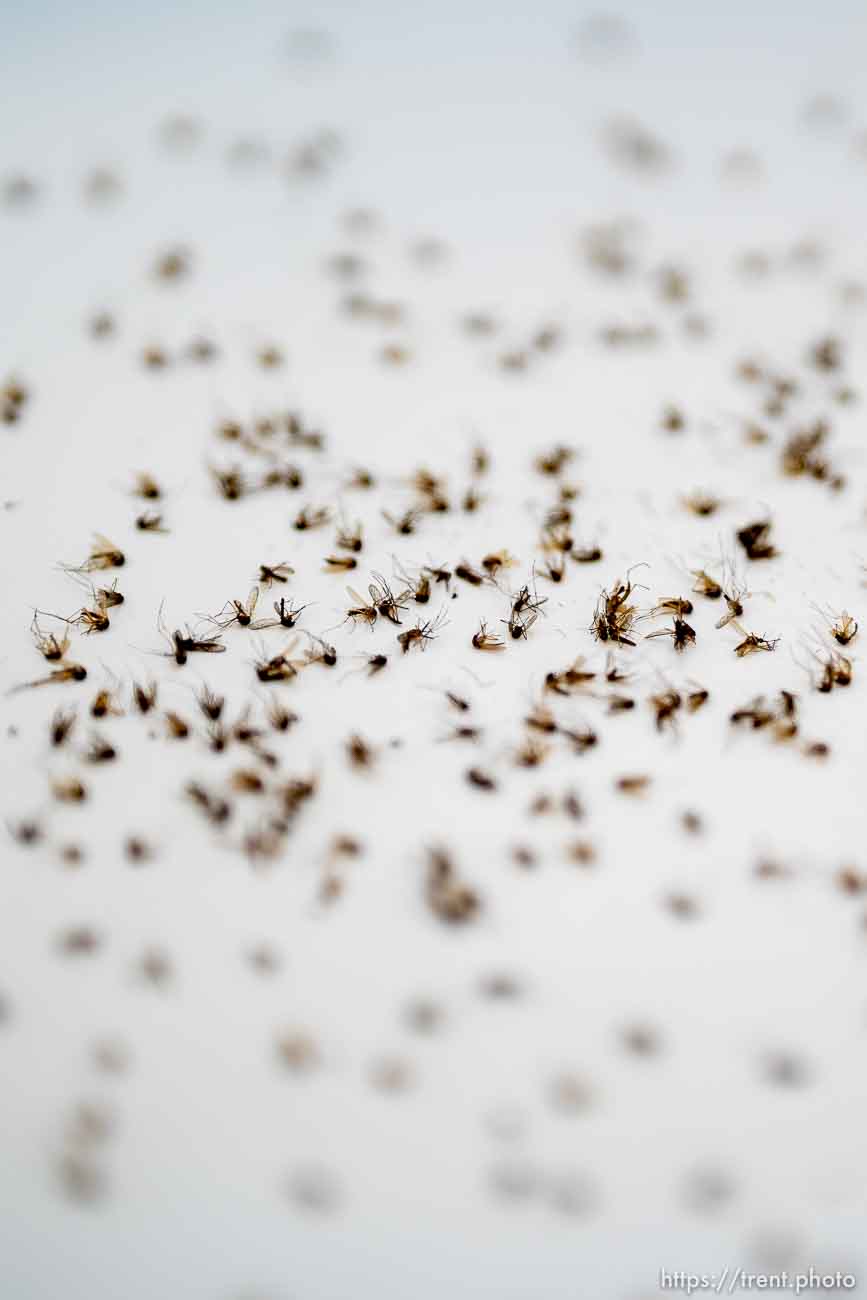 (Trent Nelson  |  The Salt Lake Tribune) Mosquitos at the Salt Lake City Mosquito Abatement District's facility on Thursday, Feb. 25, 2021.