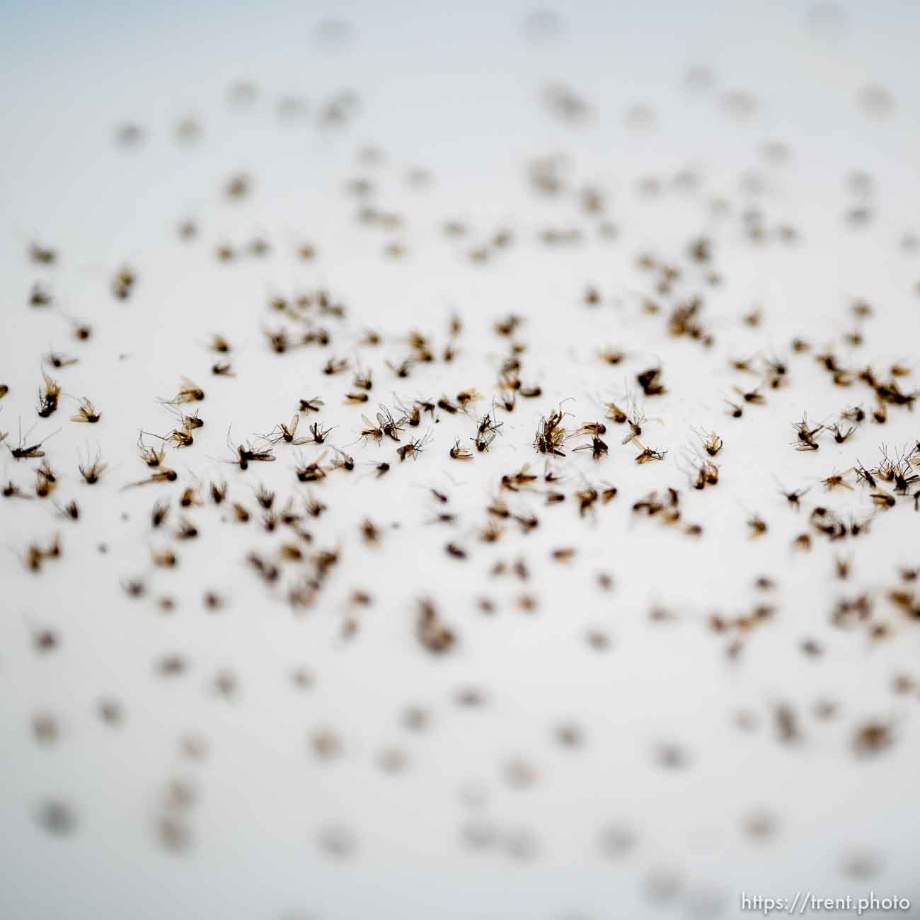 (Trent Nelson  |  The Salt Lake Tribune) Mosquitos at the Salt Lake City Mosquito Abatement District's facility on Thursday, Feb. 25, 2021.