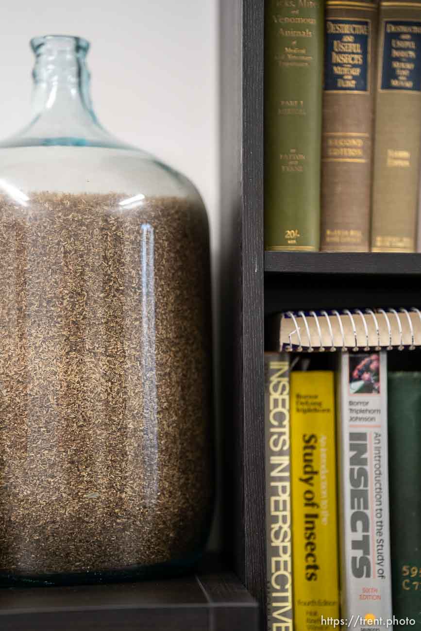 (Trent Nelson  |  The Salt Lake Tribune) A glass jar filled with dead mosquito specimens at the Salt Lake City Mosquito Abatement District's facility on Thursday, Feb. 25, 2021.