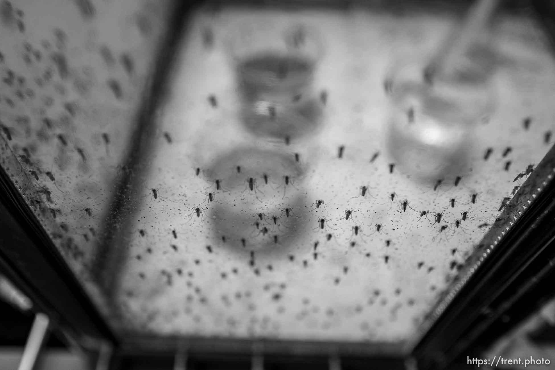 (Trent Nelson  |  The Salt Lake Tribune) 
at the Salt Lake City Mosquito Abatement District's facility on Thursday, Feb. 25, 2021.