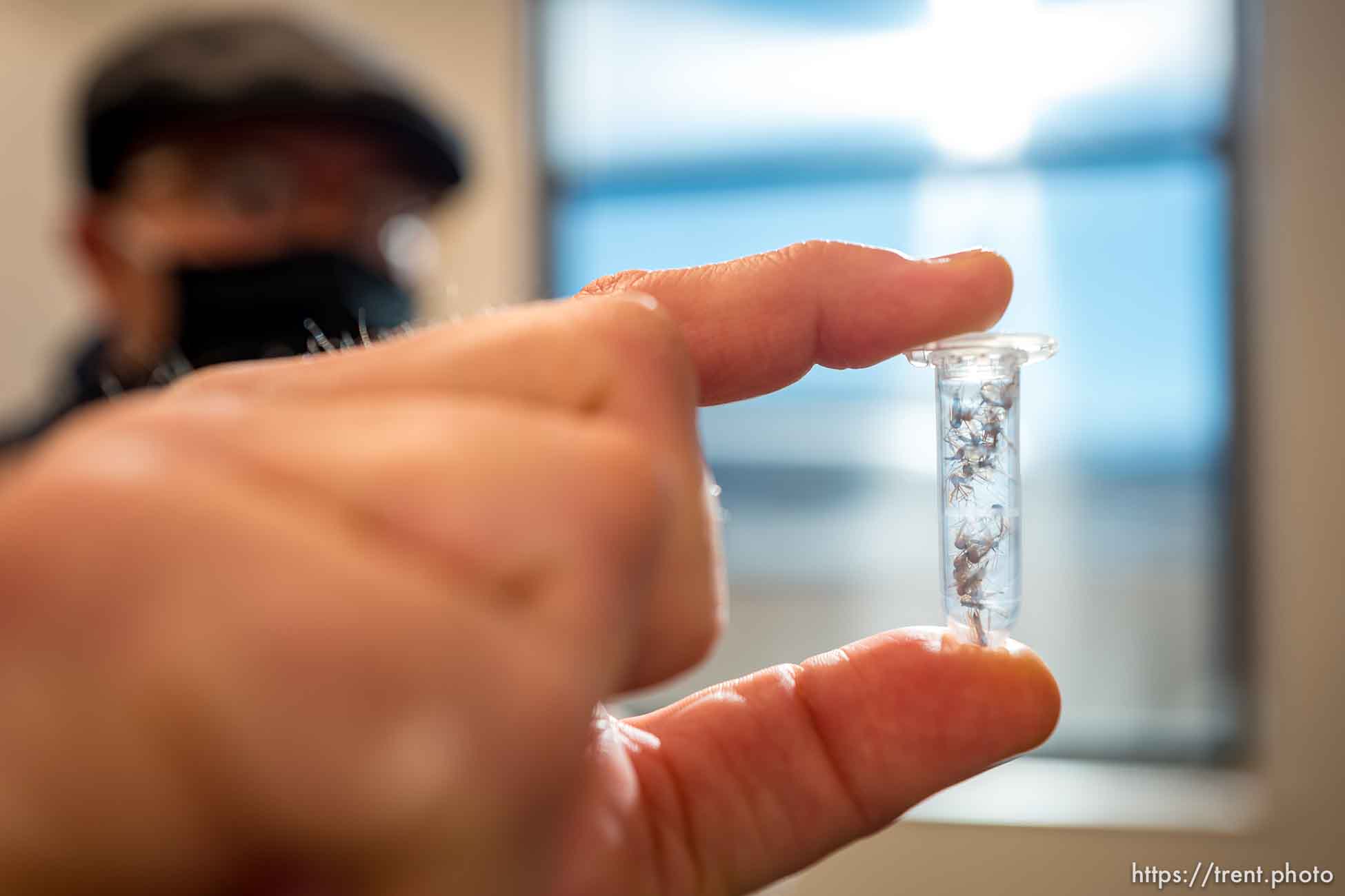 (Trent Nelson  |  The Salt Lake Tribune) Greg White. assistant director, holds a vial of mosquito specimens ready for testing at the Salt Lake City Mosquito Abatement District's facility on Thursday, Feb. 25, 2021.